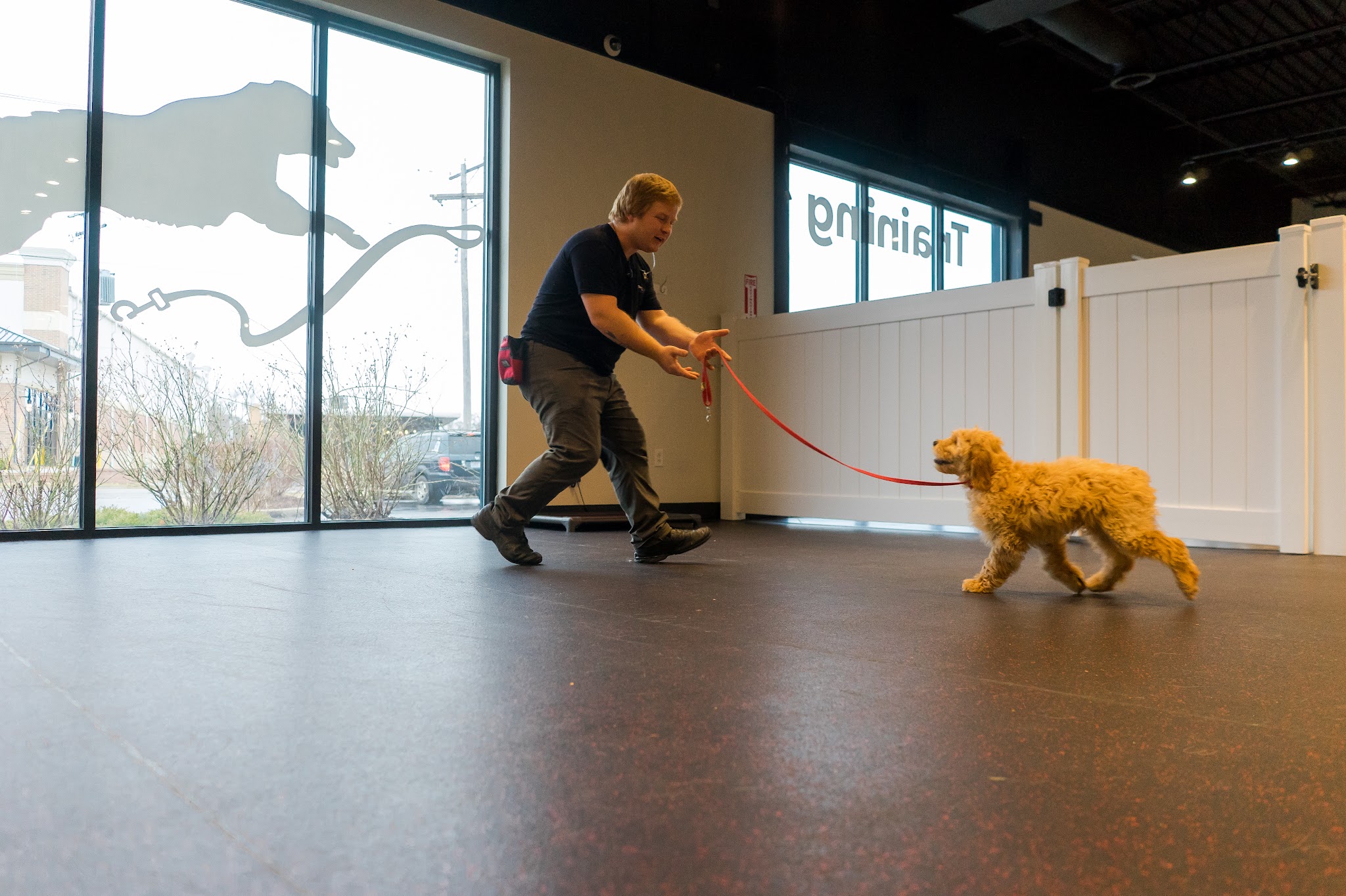 No Leash Needed - St. Louis, MO