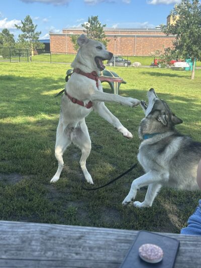 Thompson Dog Park - St Peter, MN