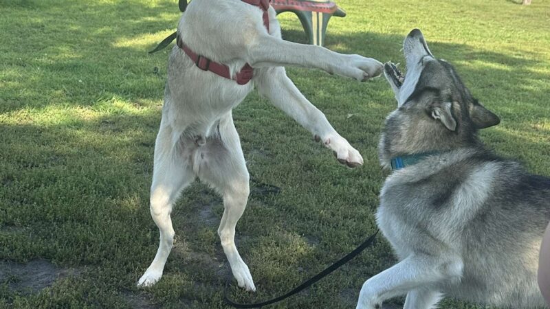 Thompson Dog Park - St Peter, MN