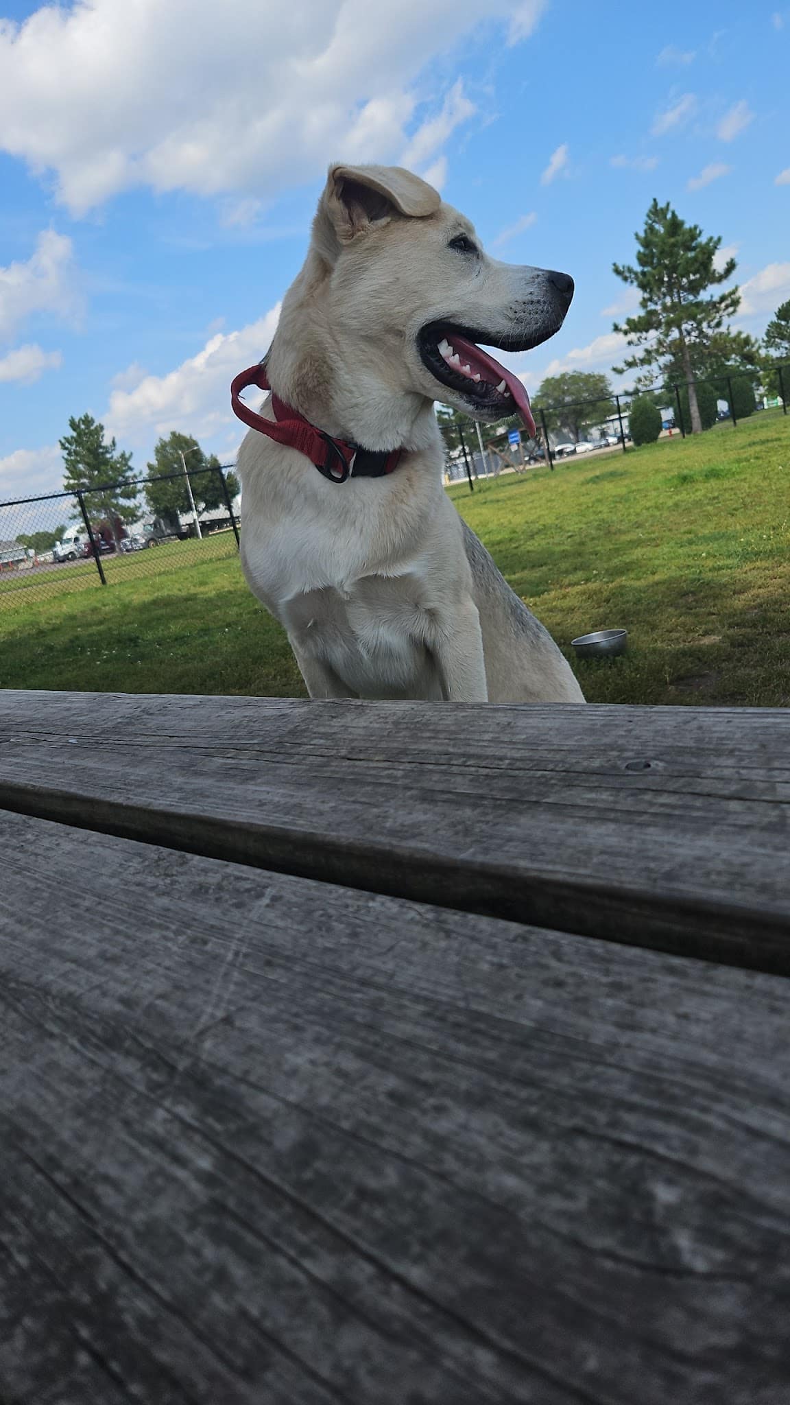 Thompson Dog Park - St Peter, MN