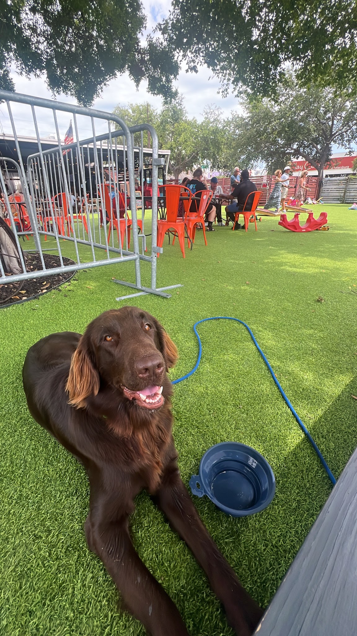 Happy Tails Dogs, LLC - St. Petersburg, FL