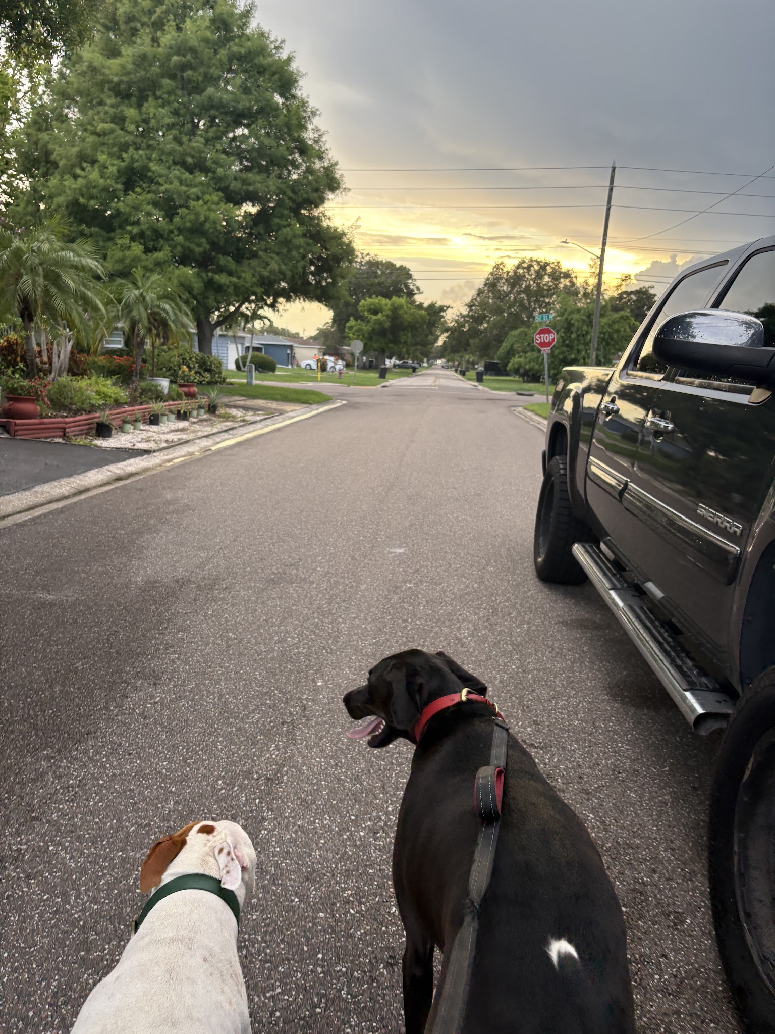 Happy Tails Dogs, LLC - St. Petersburg, FL