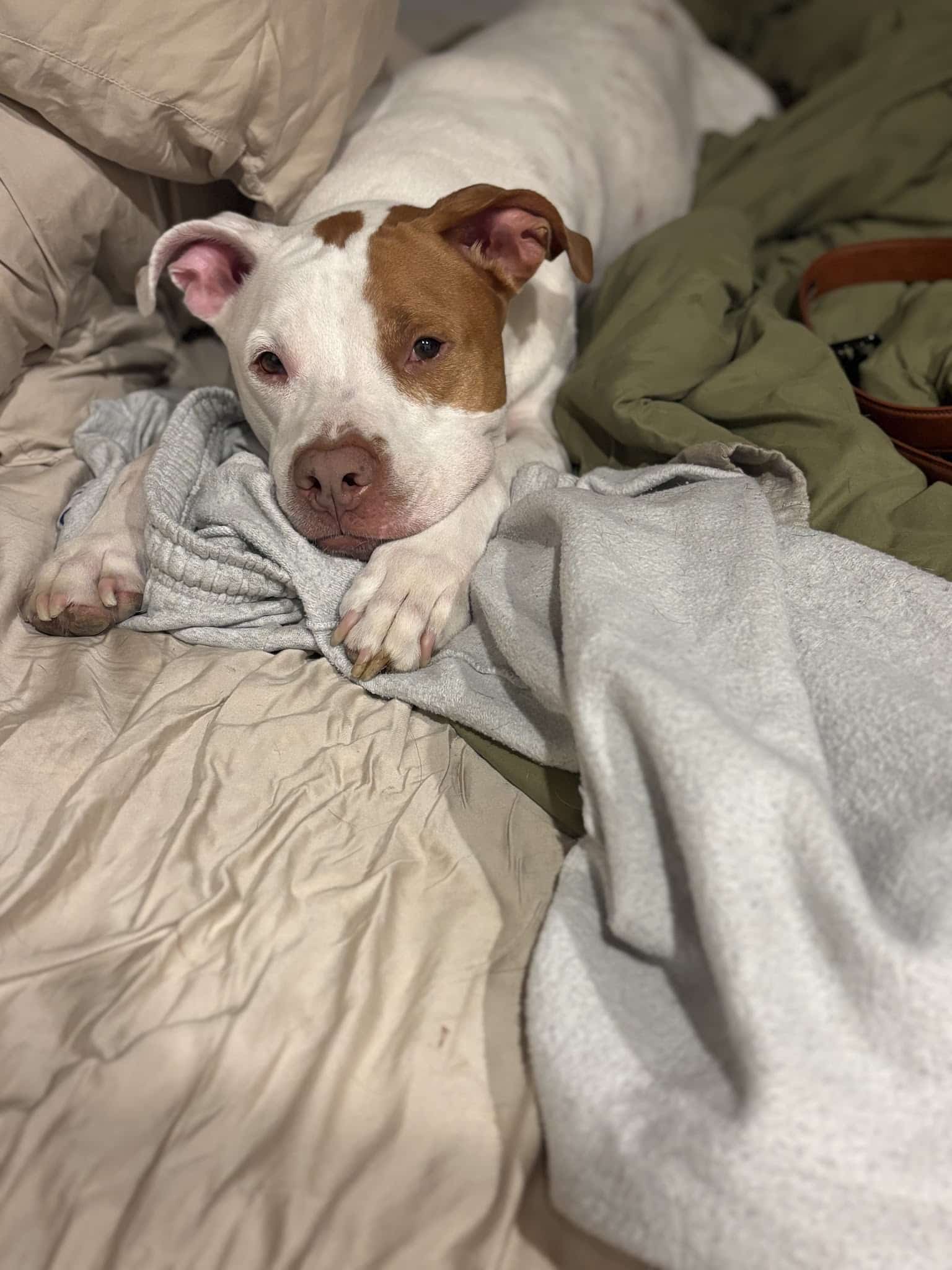 Happy Tails Dogs, LLC - St. Petersburg, FL