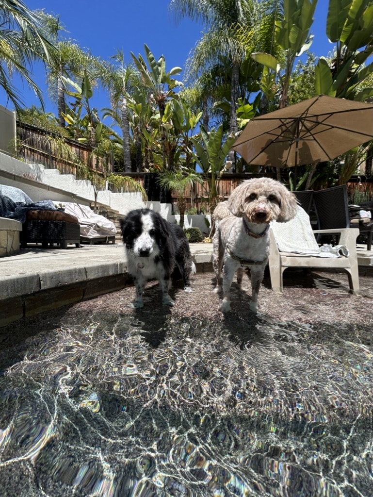 Stacy's wags N wiggles LLC - ,