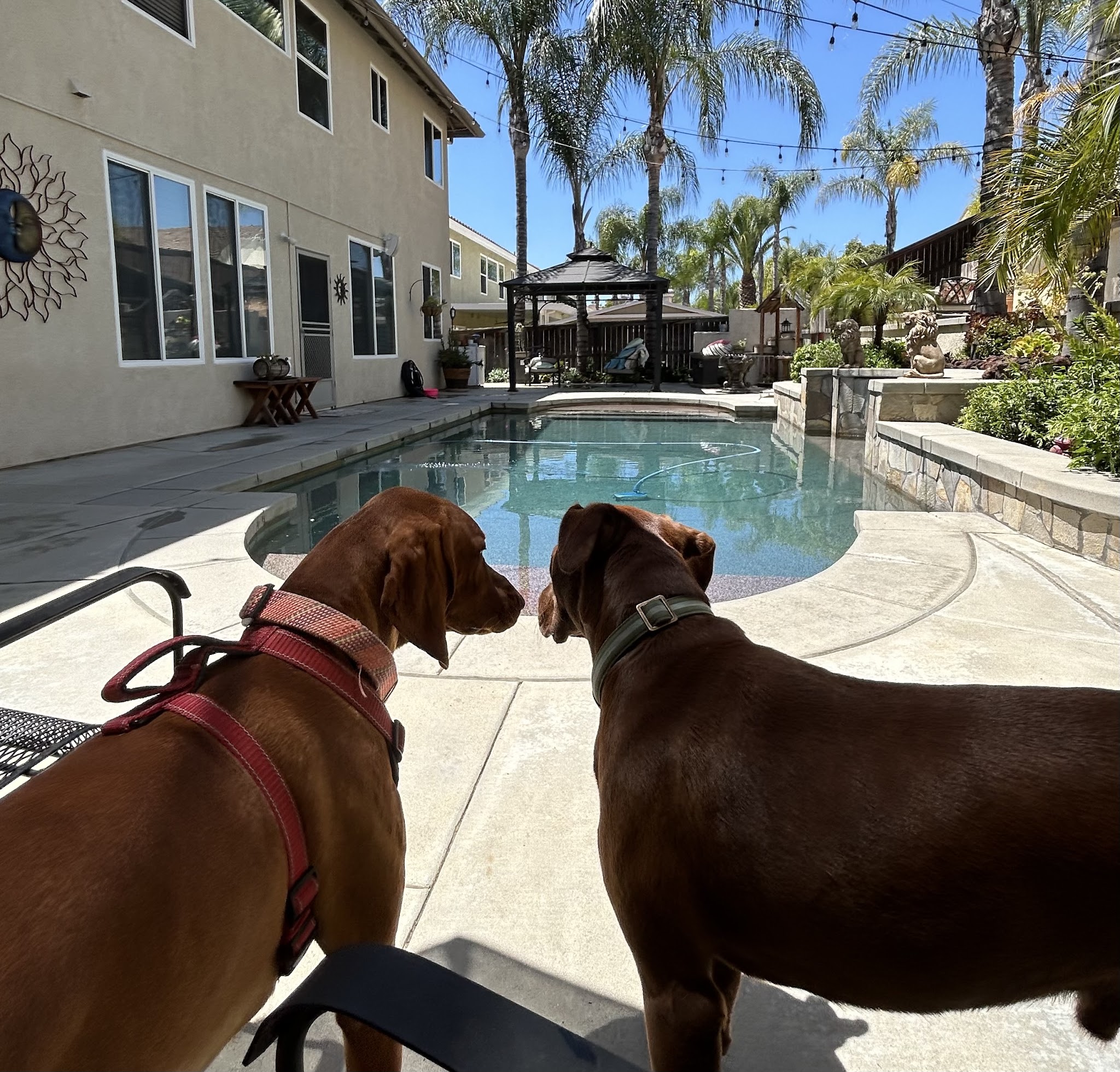 Stacy's wags N wiggles LLC - ,