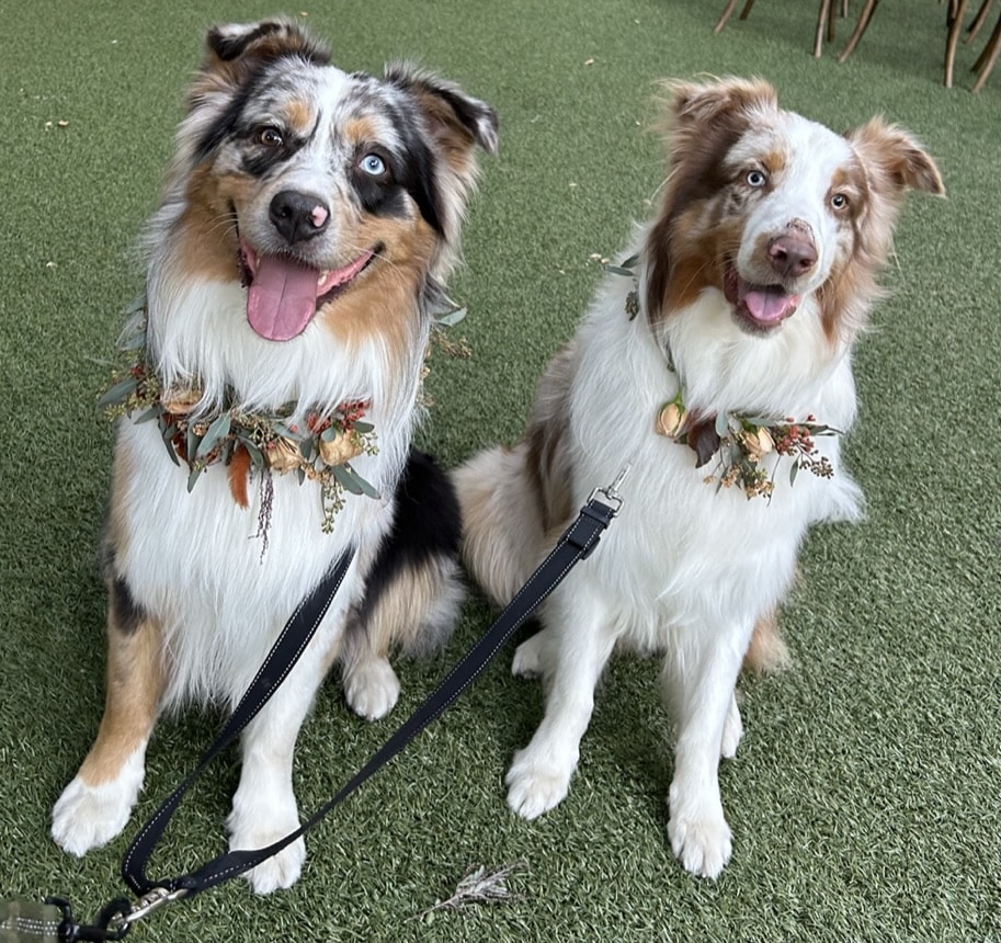 Stacy's wags N wiggles LLC - ,