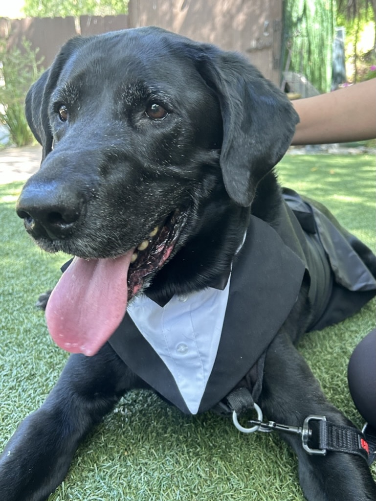 Stacy's wags N wiggles LLC - ,