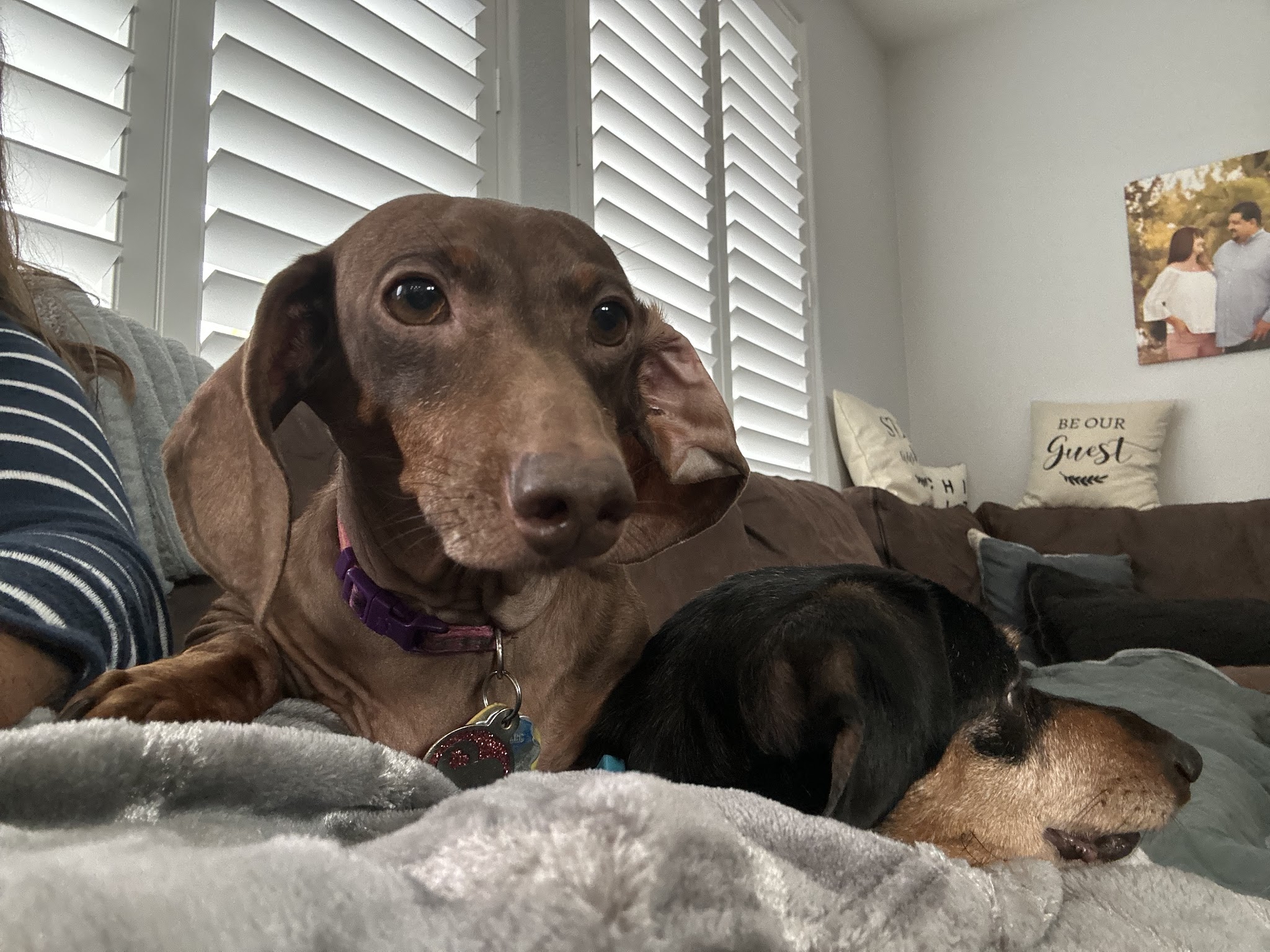 Stacy's wags N wiggles LLC - ,