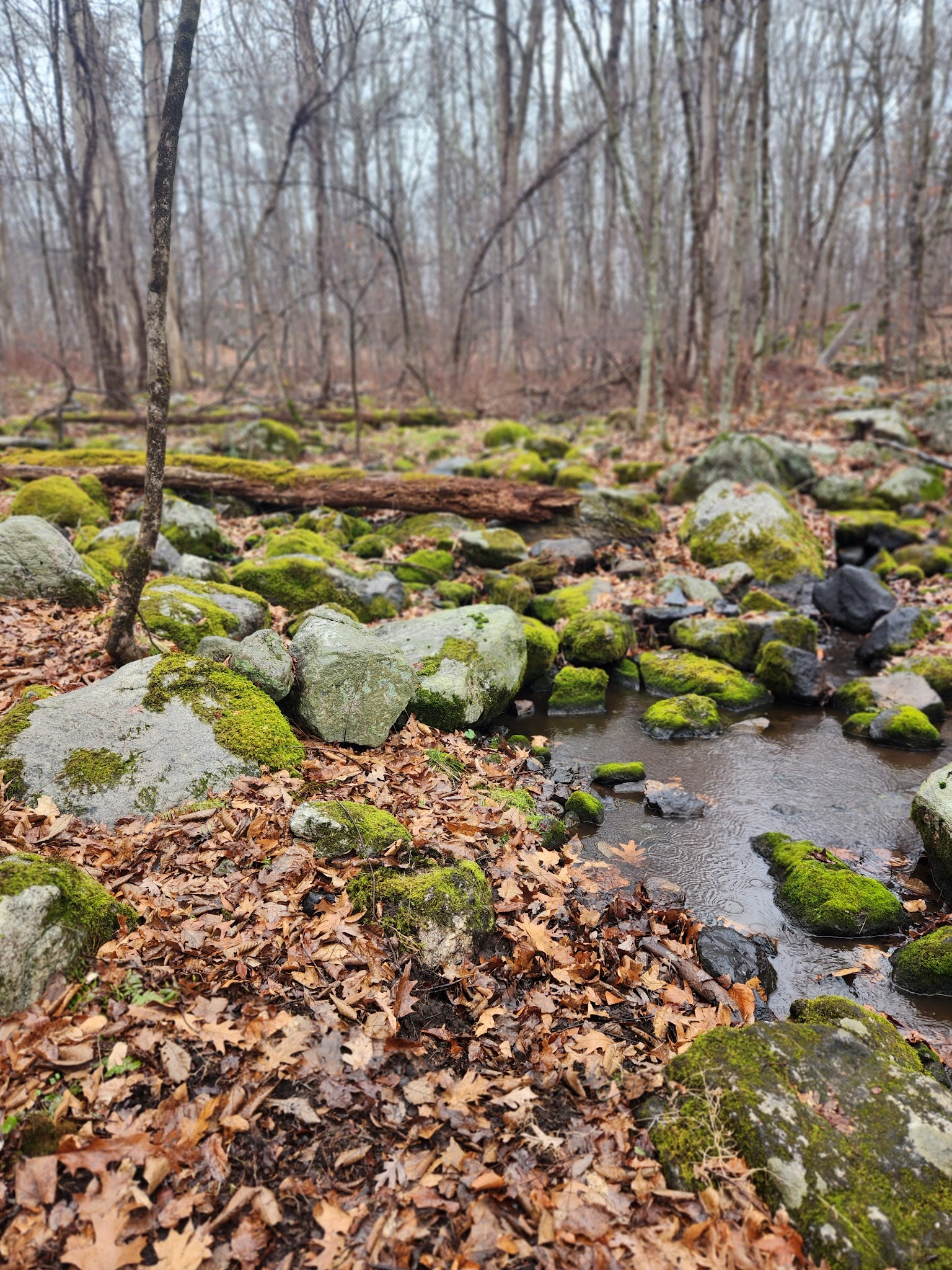 Mianus River State Park Scenic Reserve - Stamford, CT