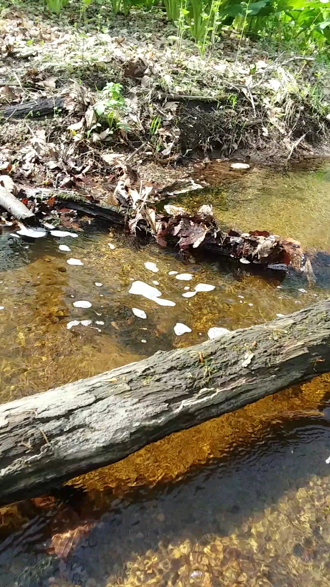 Mianus River State Park Scenic Reserve - Stamford, CT