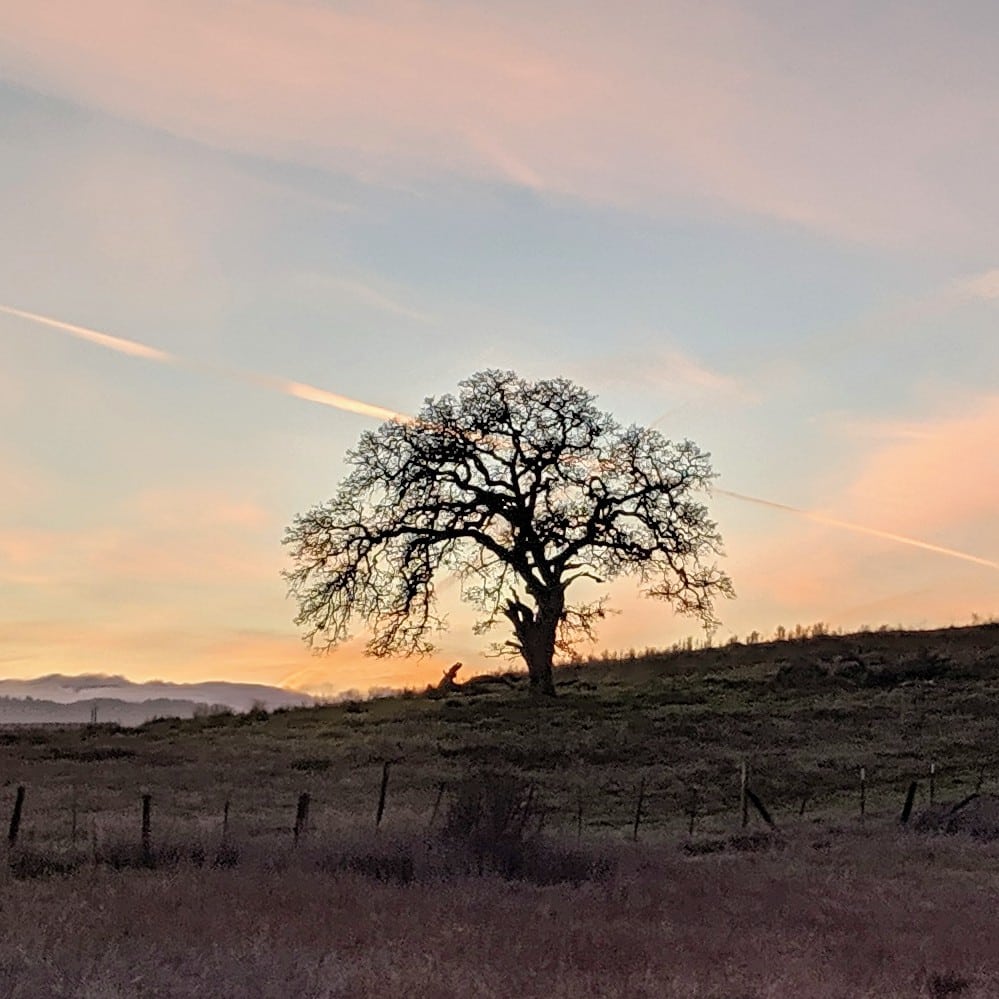 Stanford Dish Hiking Trail - Stanford, CA