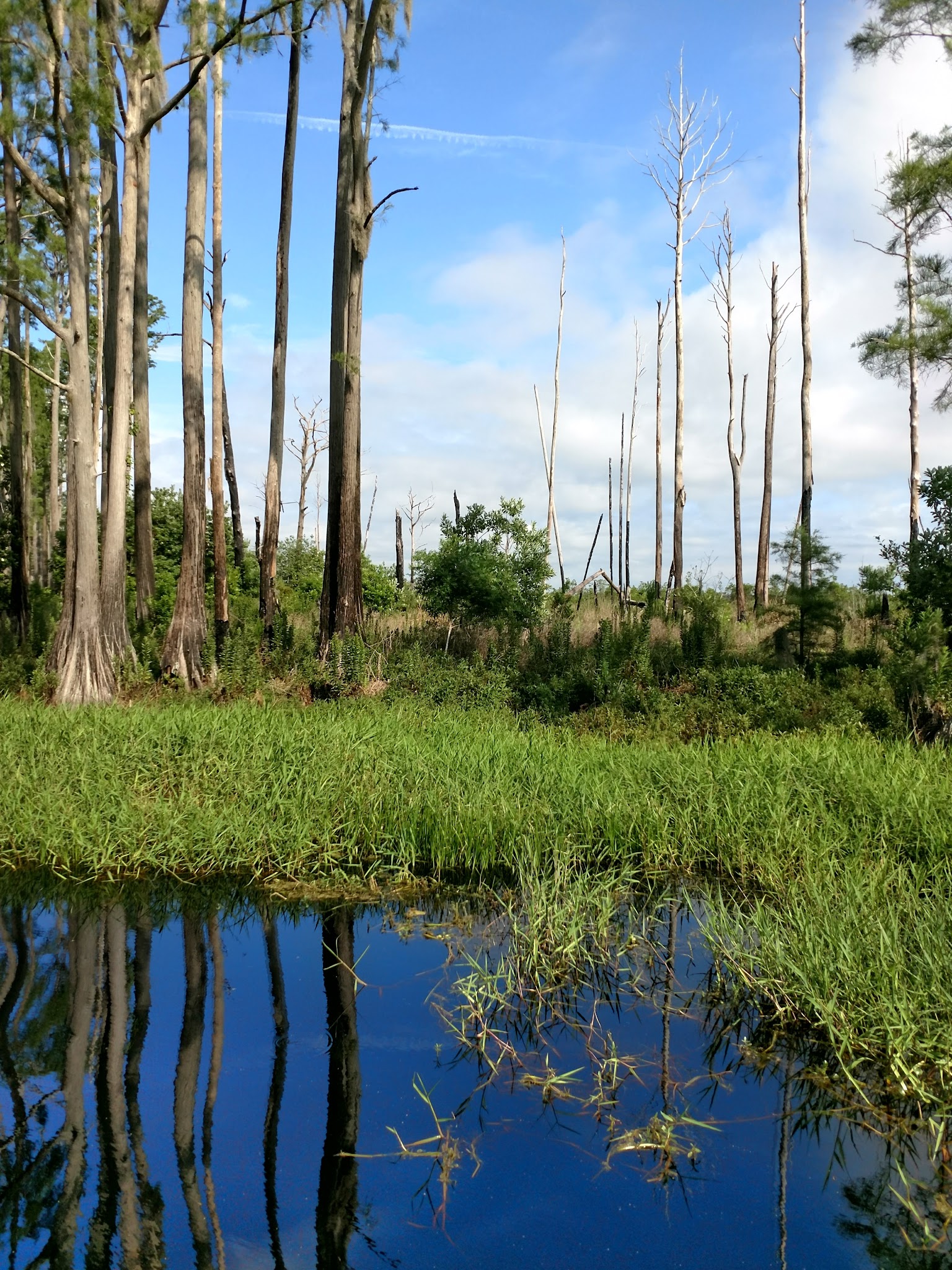 Santa Fe Swamp Conservation Area - Starke, FL