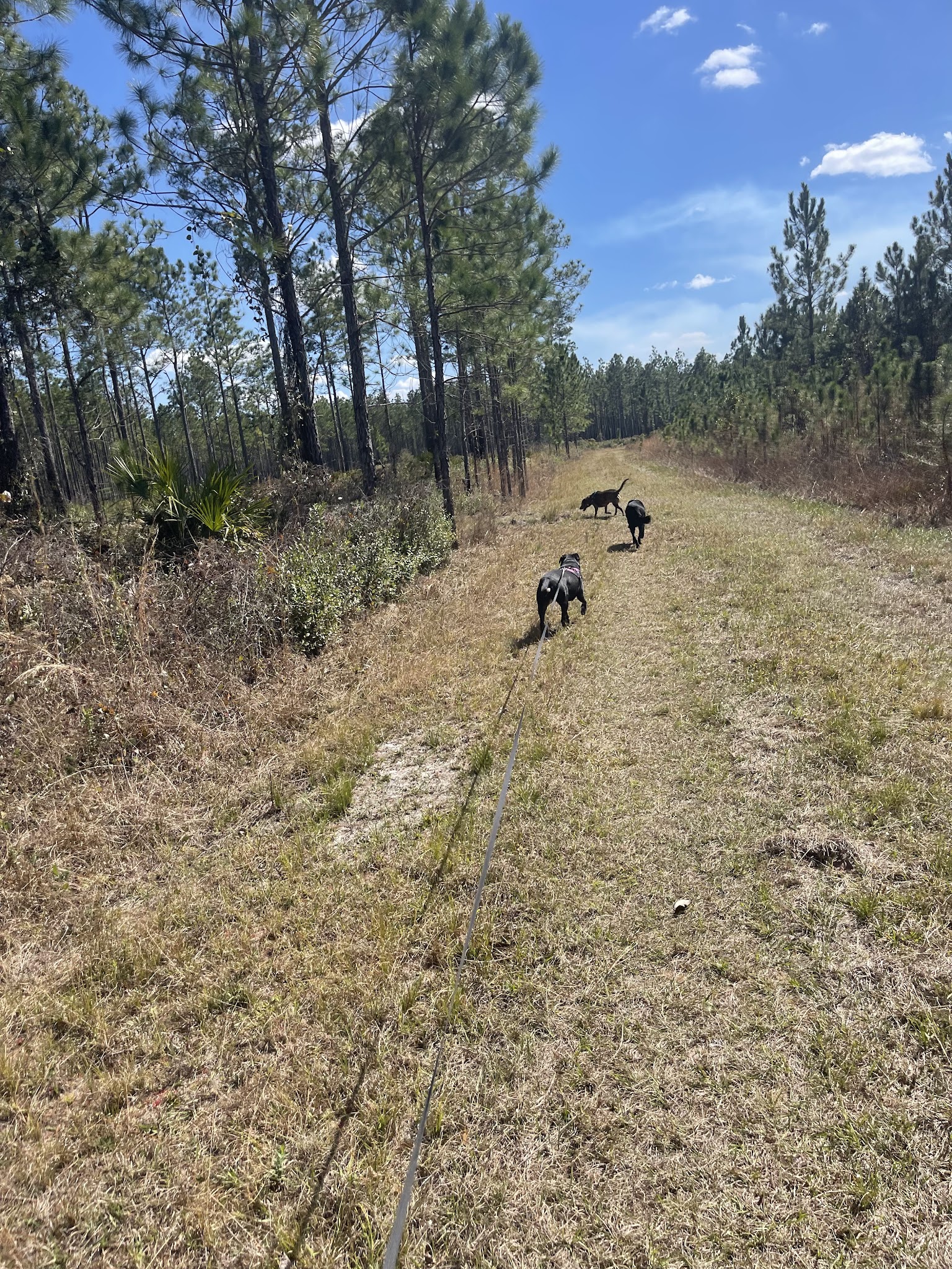 Santa Fe Swamp Conservation Area - Starke, FL