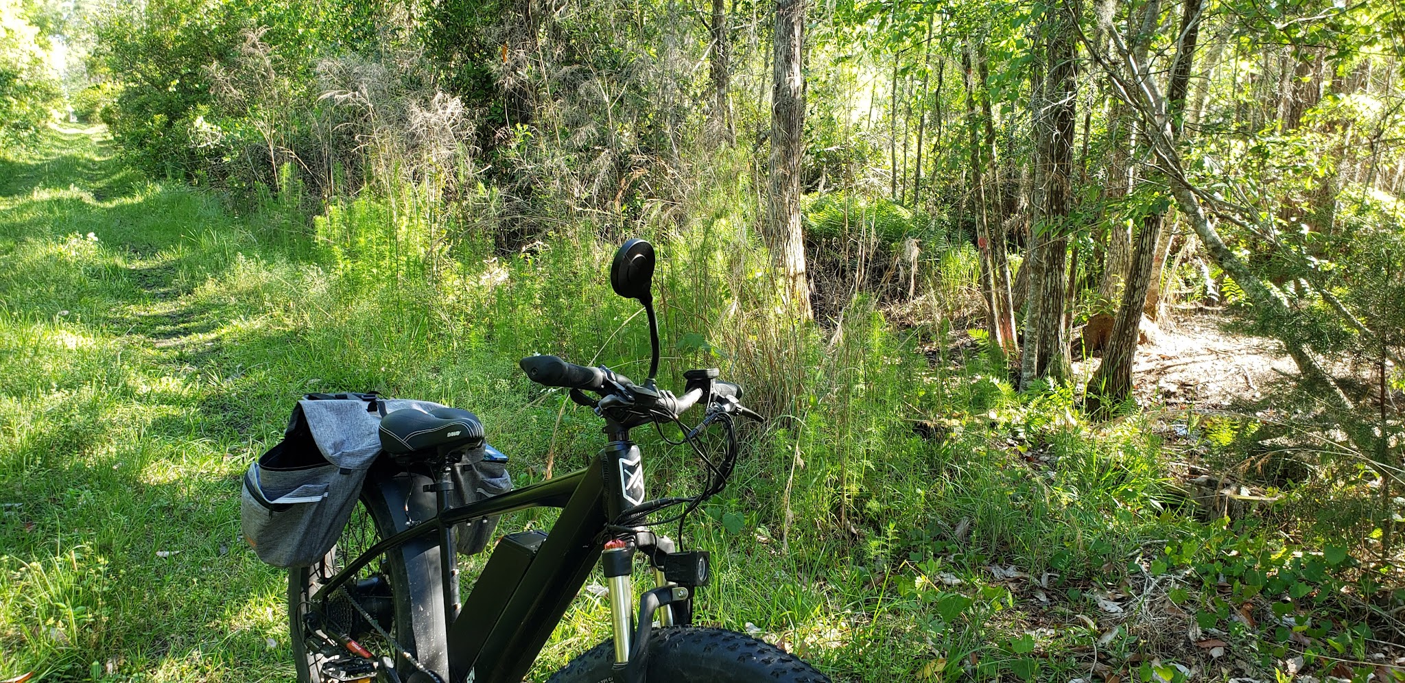 Santa Fe Swamp Conservation Area - Starke, FL