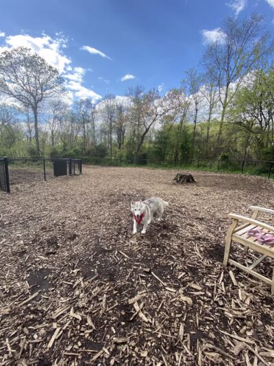 Conference House Dog Park - Staten Island, NY