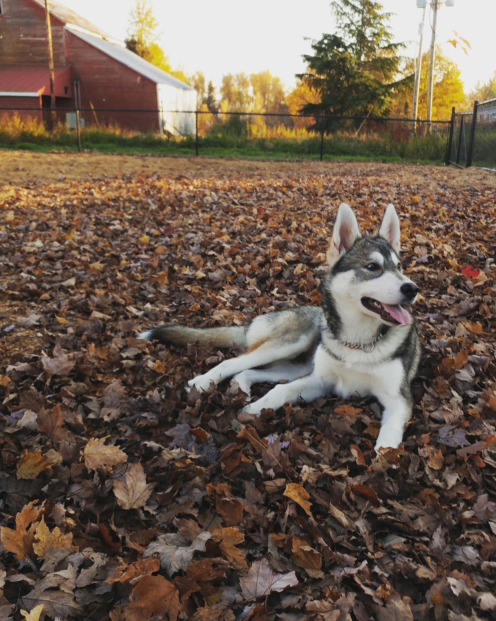 Stayton Community Dog Park - Stayton, OR