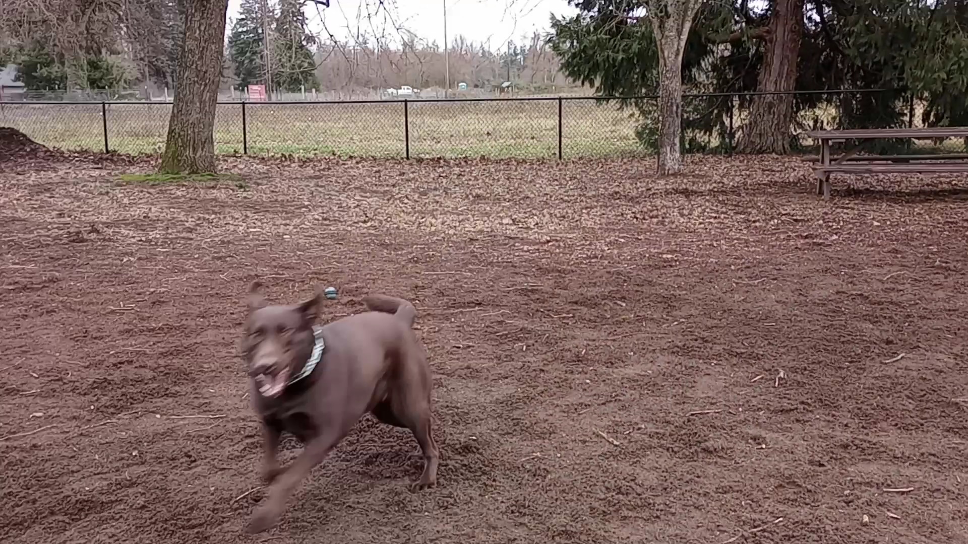 Stayton Community Dog Park - Stayton, OR