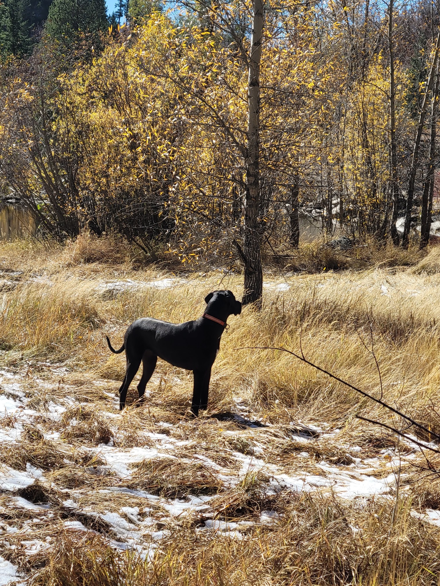 Spring Creek Dog Park at the Lower Pond - Steamboat Springs, CO