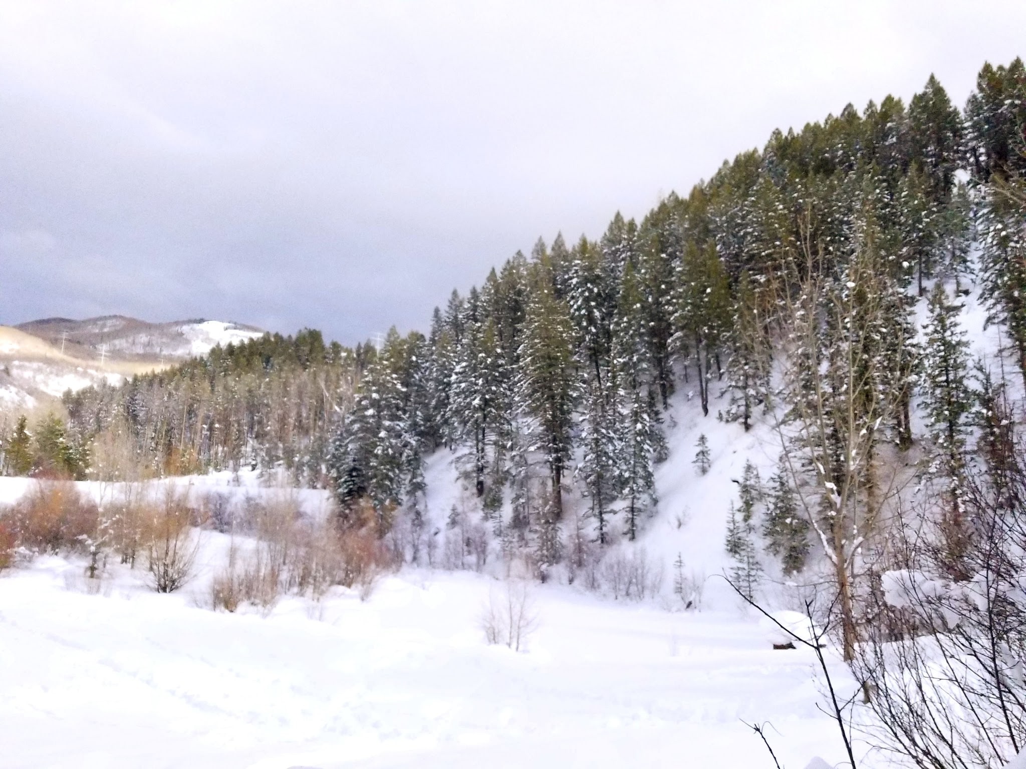 Spring Creek Dog Park at the Lower Pond - Steamboat Springs, CO