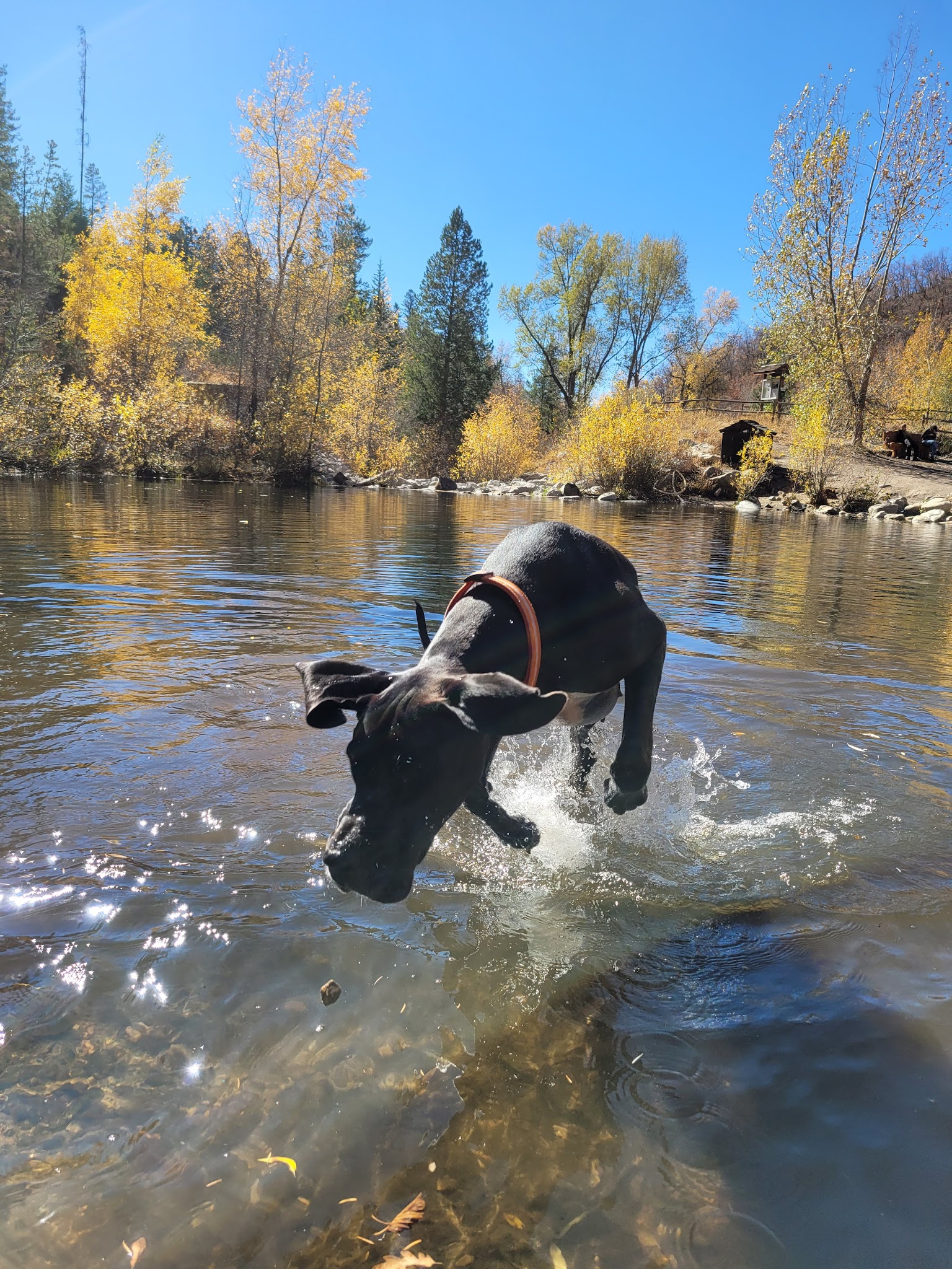 Spring Creek Dog Park at the Lower Pond - Steamboat Springs, CO