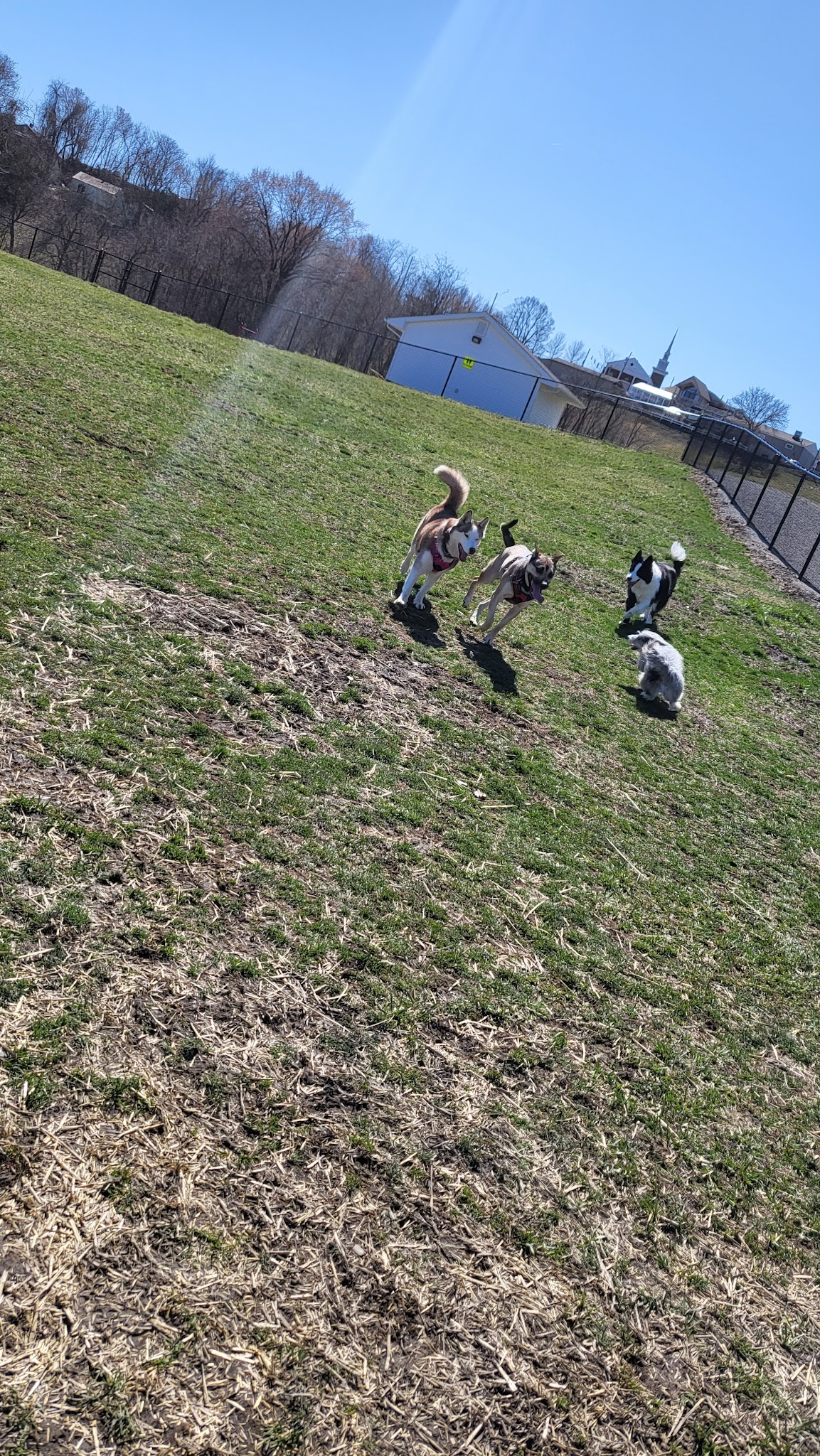 Wintersville Dog Park - Steubenville, OH