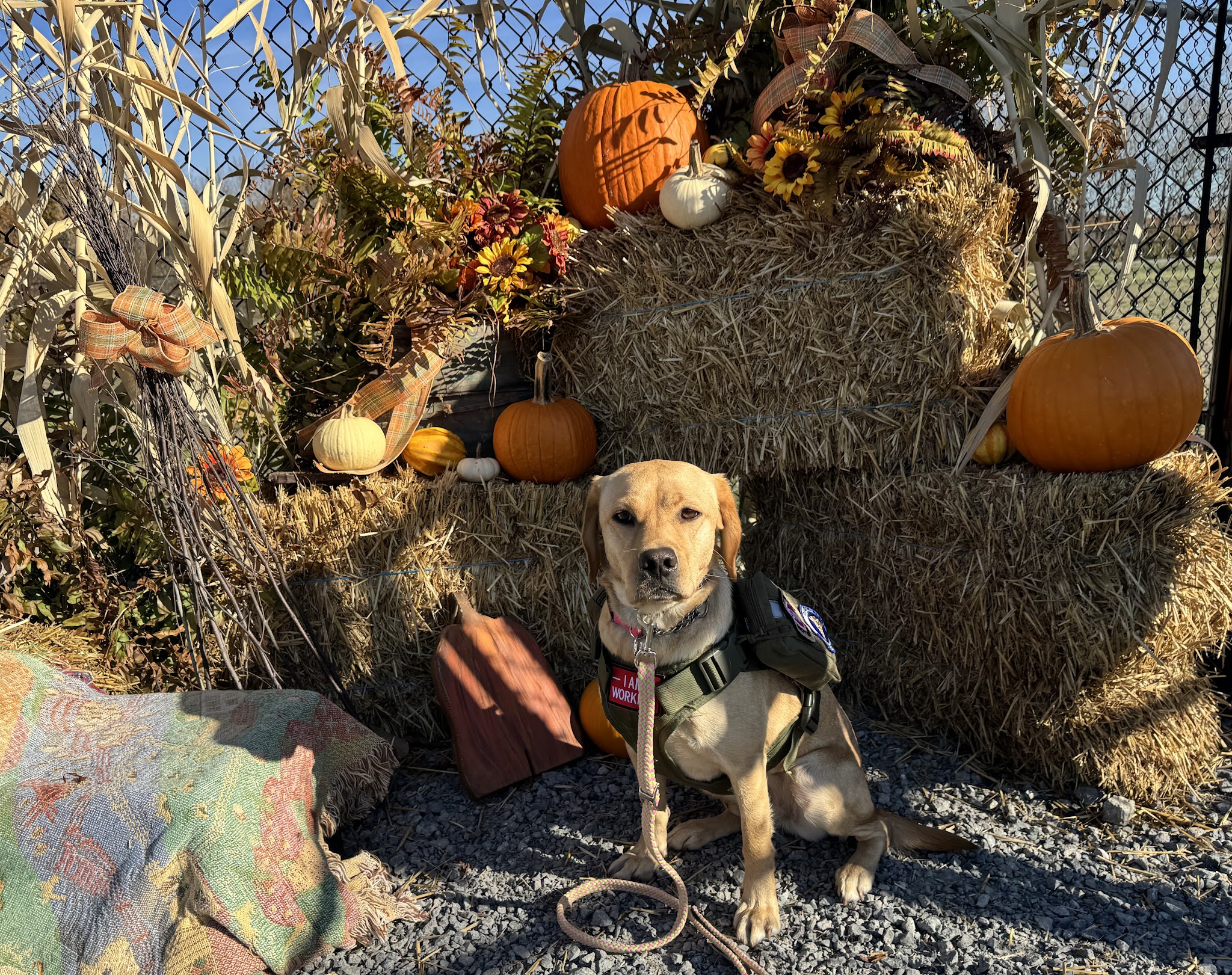 Wintersville Dog Park - Steubenville, OH