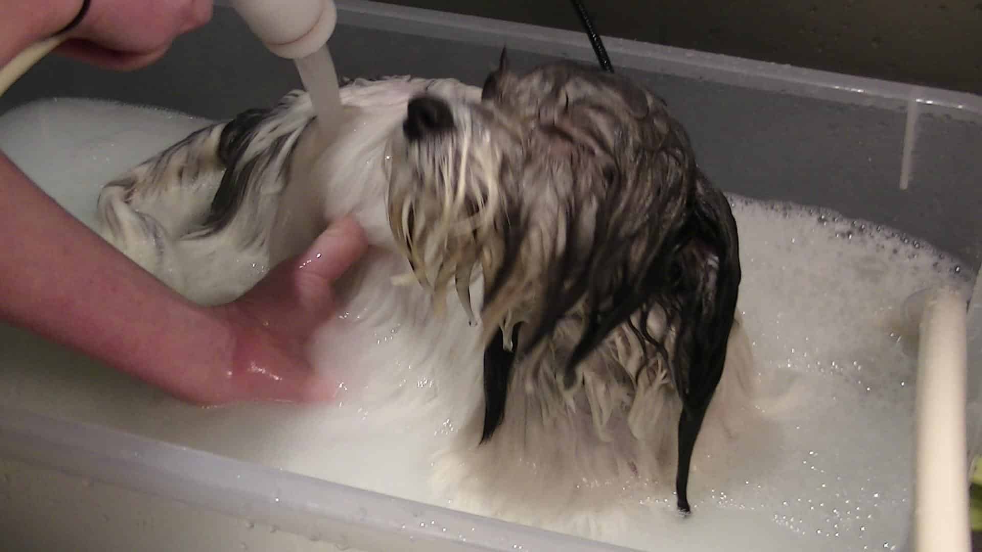 Janry Pet Resort - Stewartsville, NJ