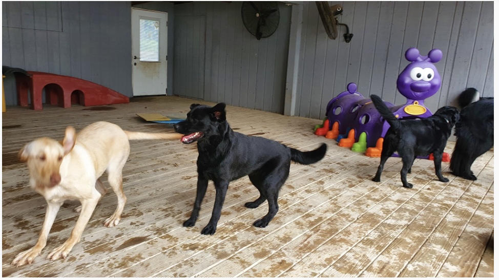 Janry Pet Resort - Stewartsville, NJ