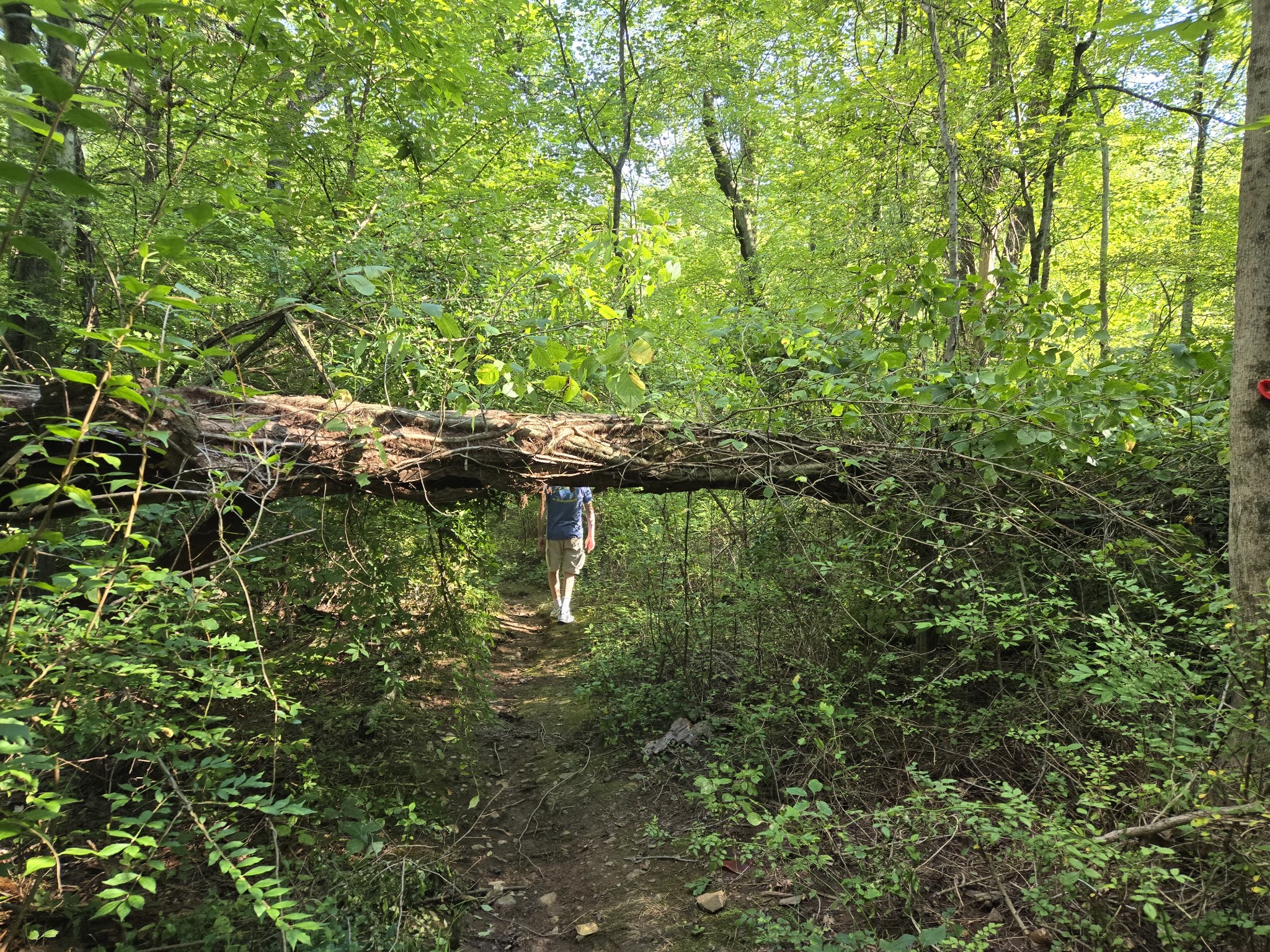 Hicks Tract Park - Stirling, NJ