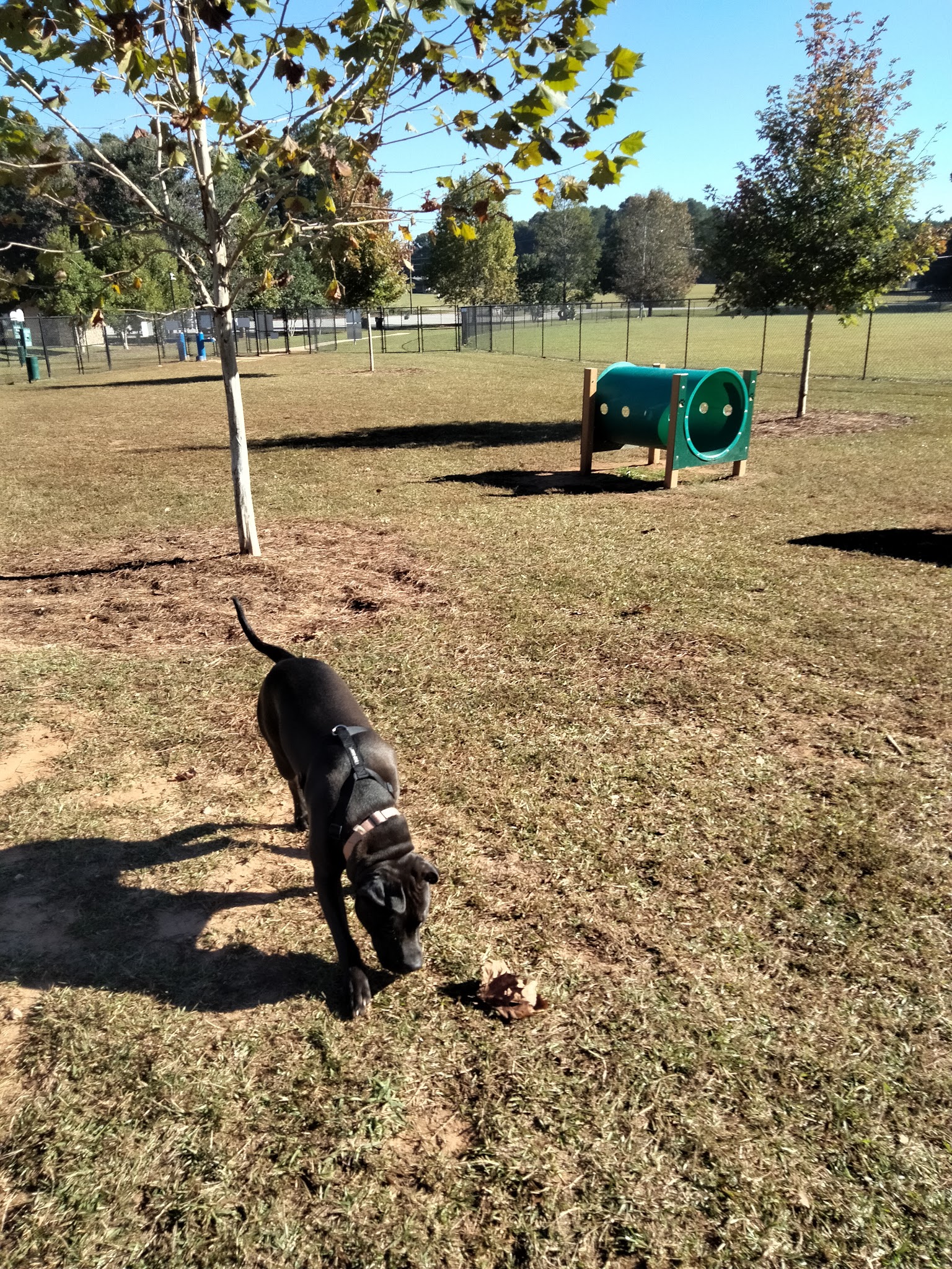 Richardson Dog Park - Stockbridge, GA