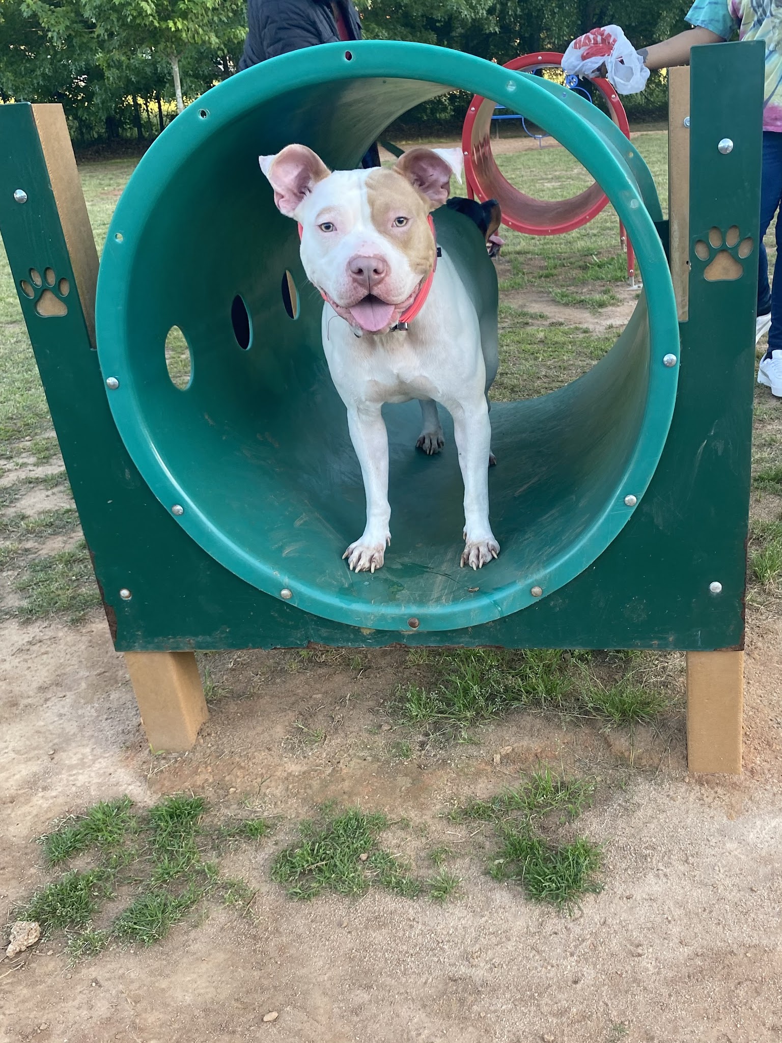 Richardson Dog Park - Stockbridge, GA