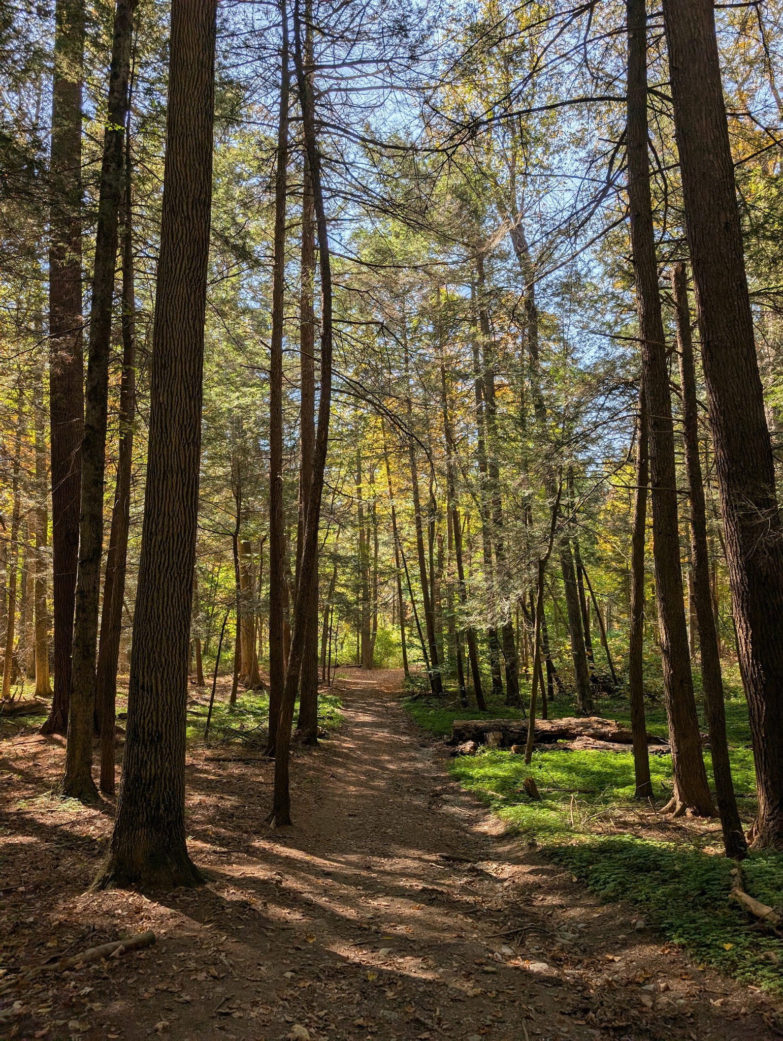 Bullard Woods - Stockbridge, MA
