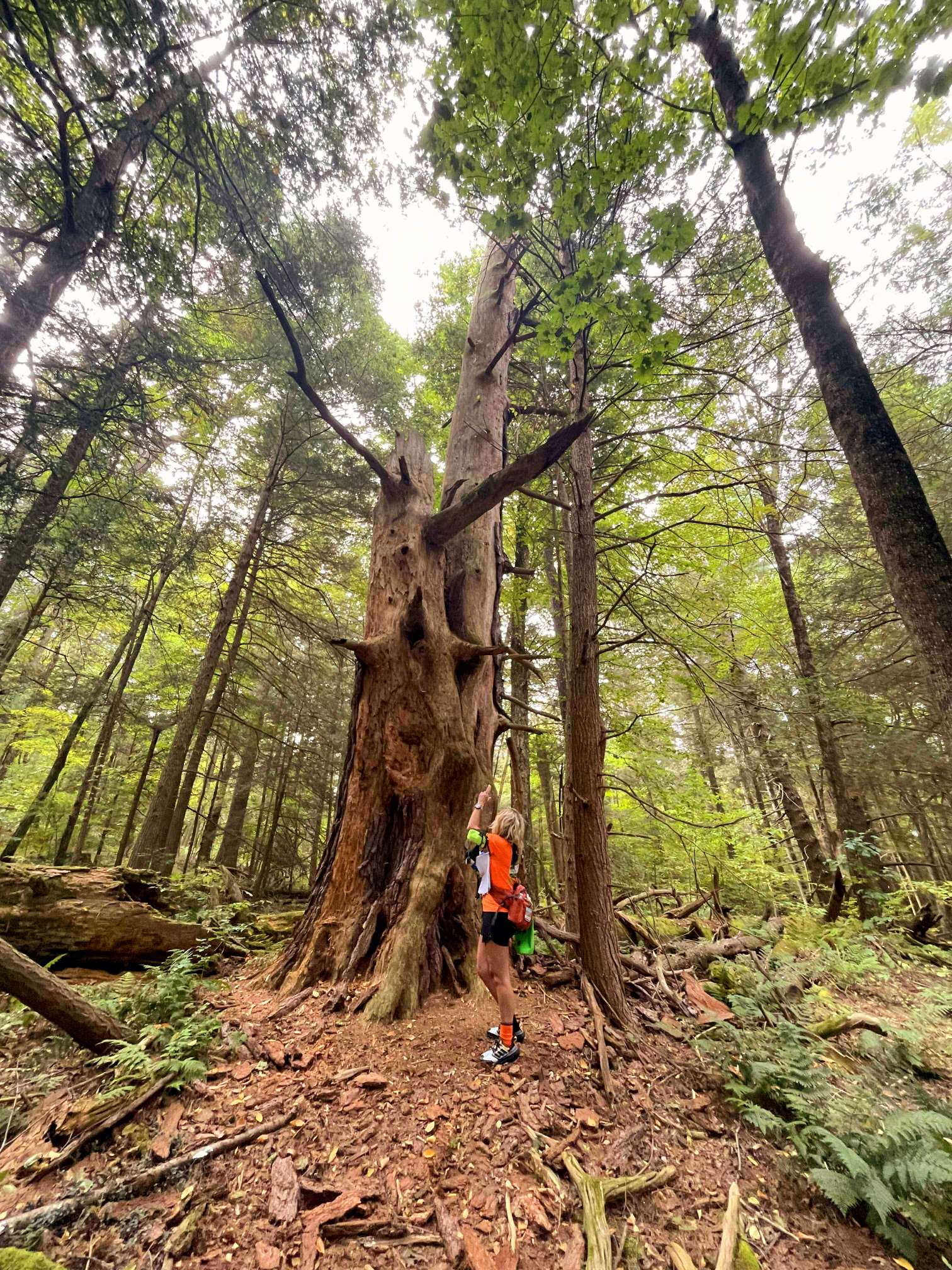 Bullard Woods - Stockbridge, MA