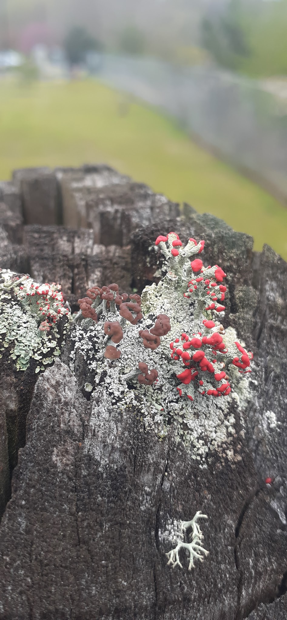 Panola park - Stonecrest, GA