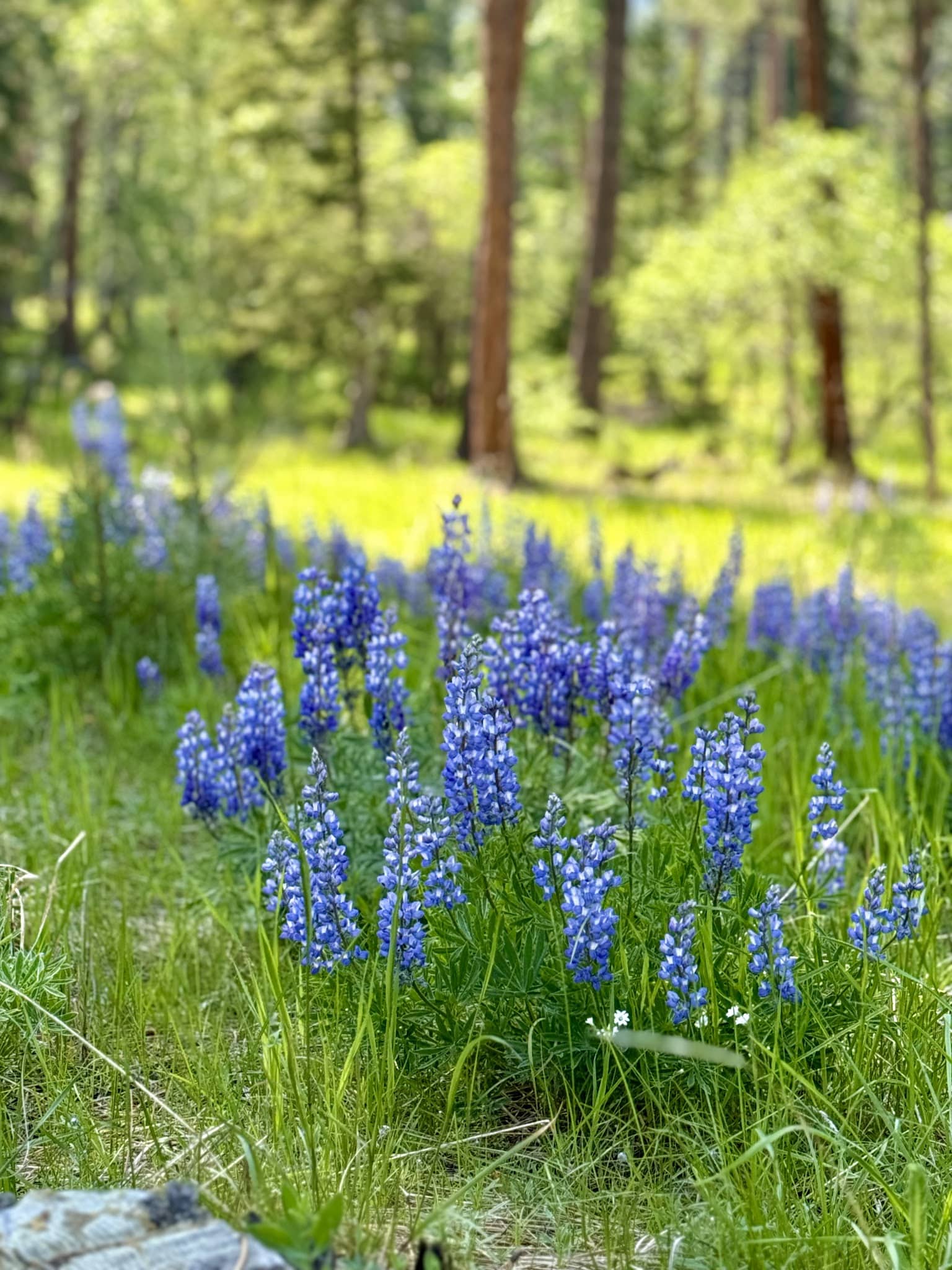 Story Centennial Park - Story, WY