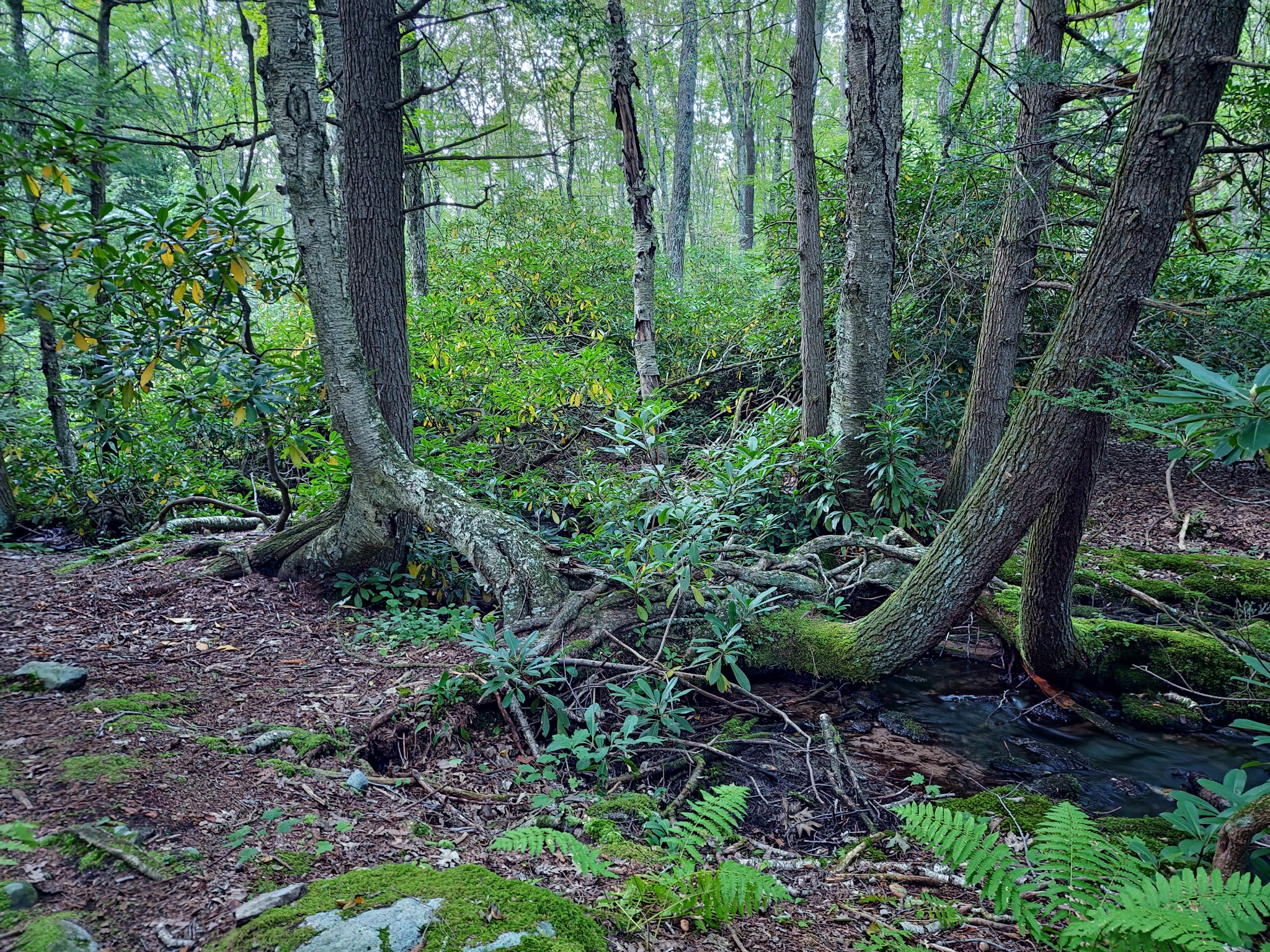 Bowers Creek Trail - Stroudsburg, PA