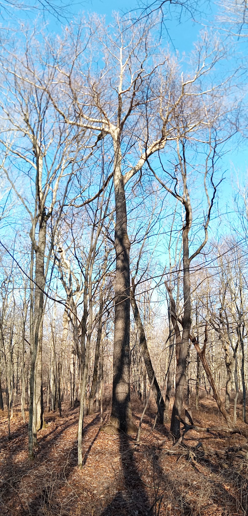 Conklin Park - Stroudsburg, PA