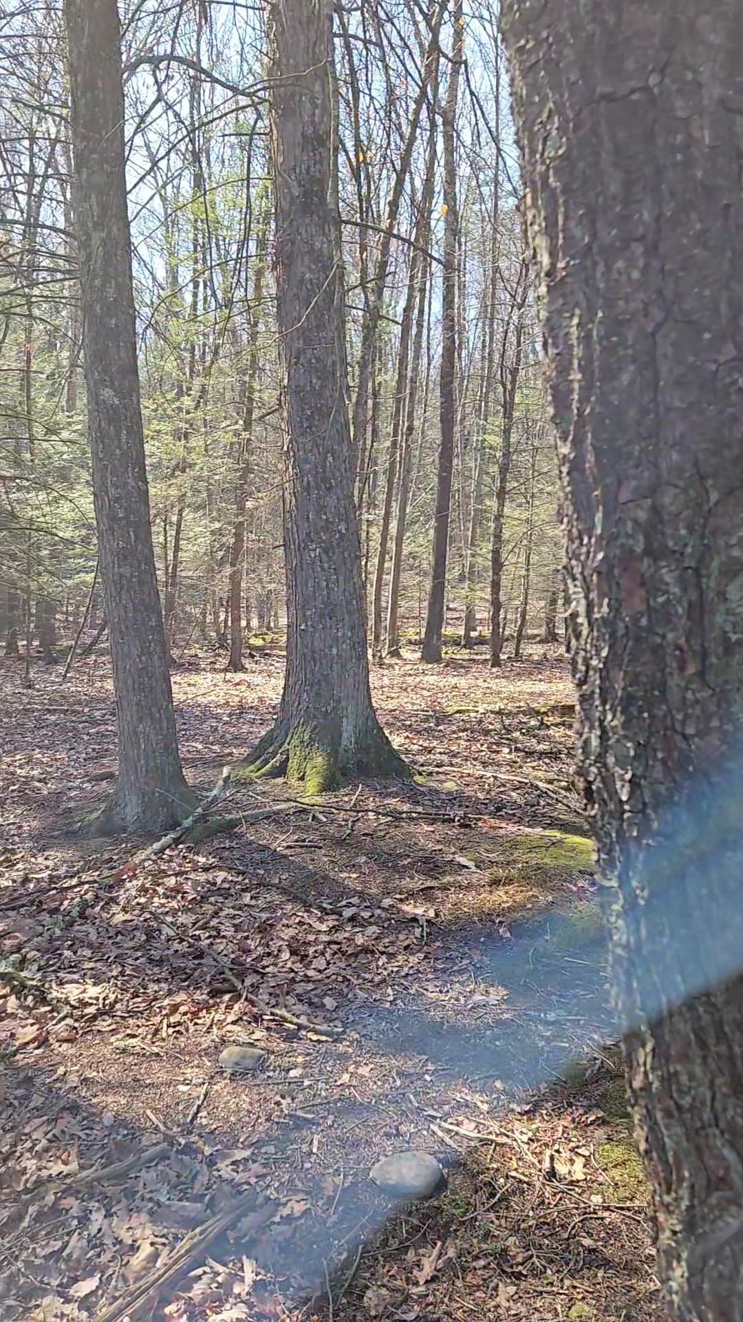 Rail Gap Pocono Creek Nature Preserve - Stroudsburg, PA