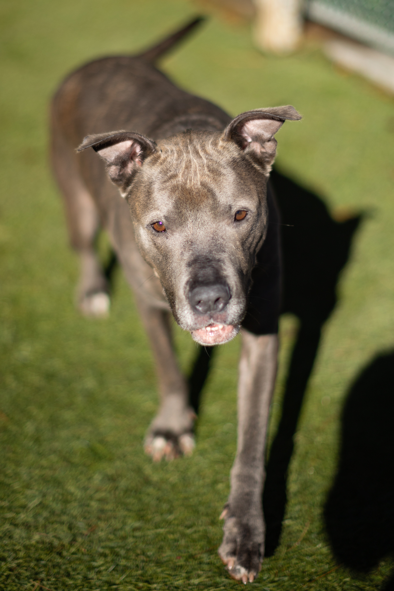 Buddy Dog Humane Society Inc - Sudbury, MA