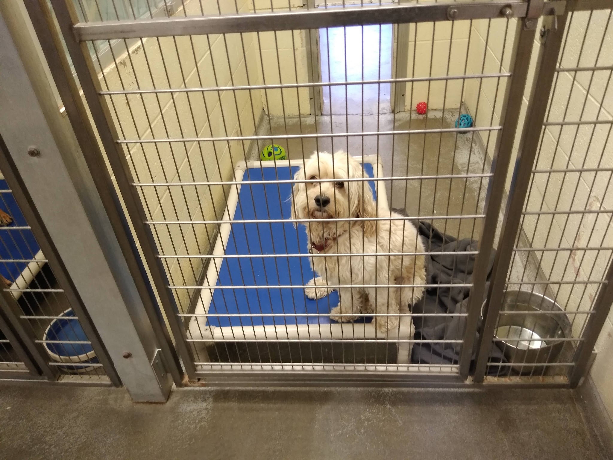 Buddy Dog Humane Society Inc - Sudbury, MA