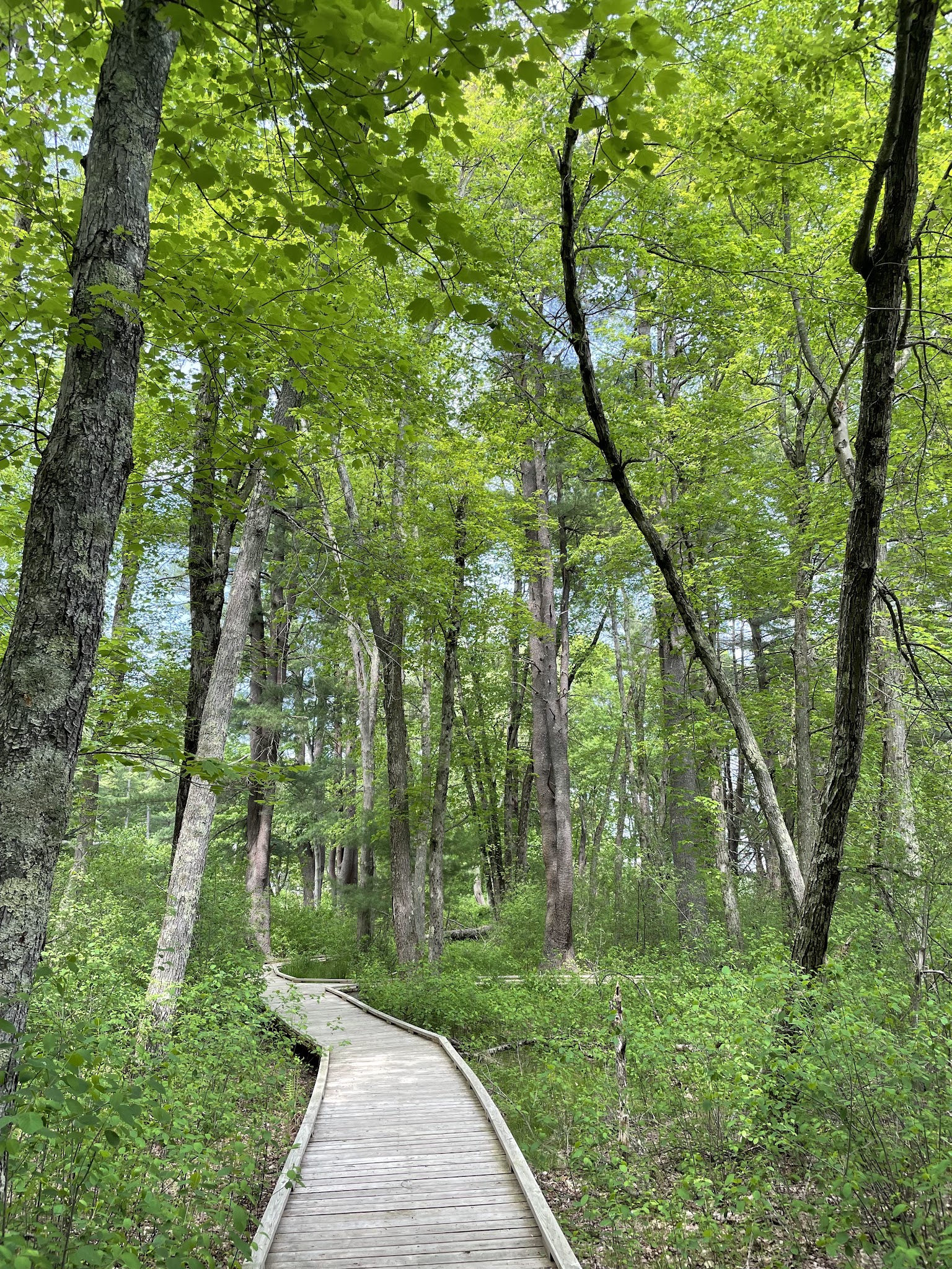 Great Meadows National Wildlife Refuge - Sudbury Unit - Sudbury, MA