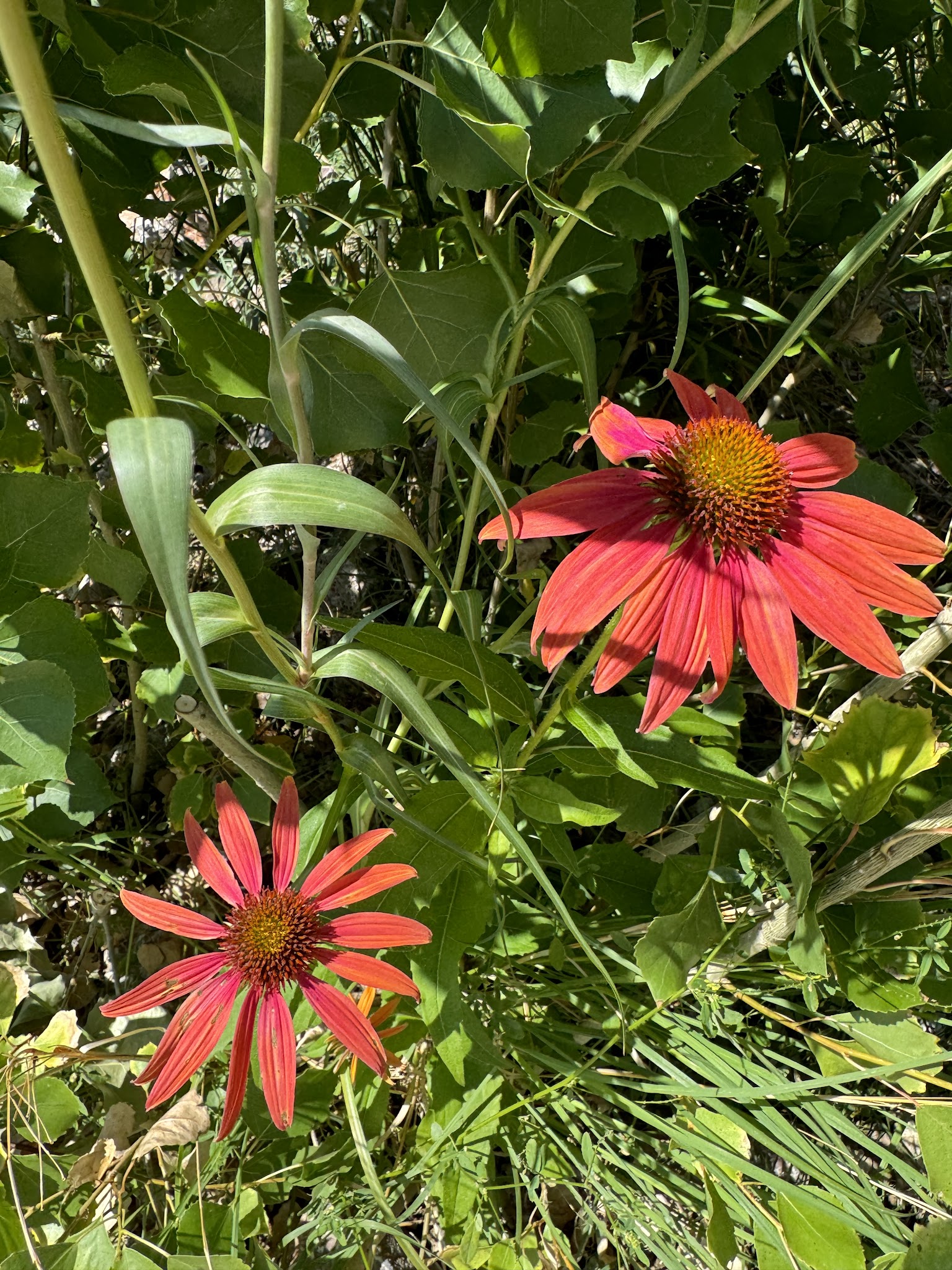 Sundance Square Park - Sundance, WY