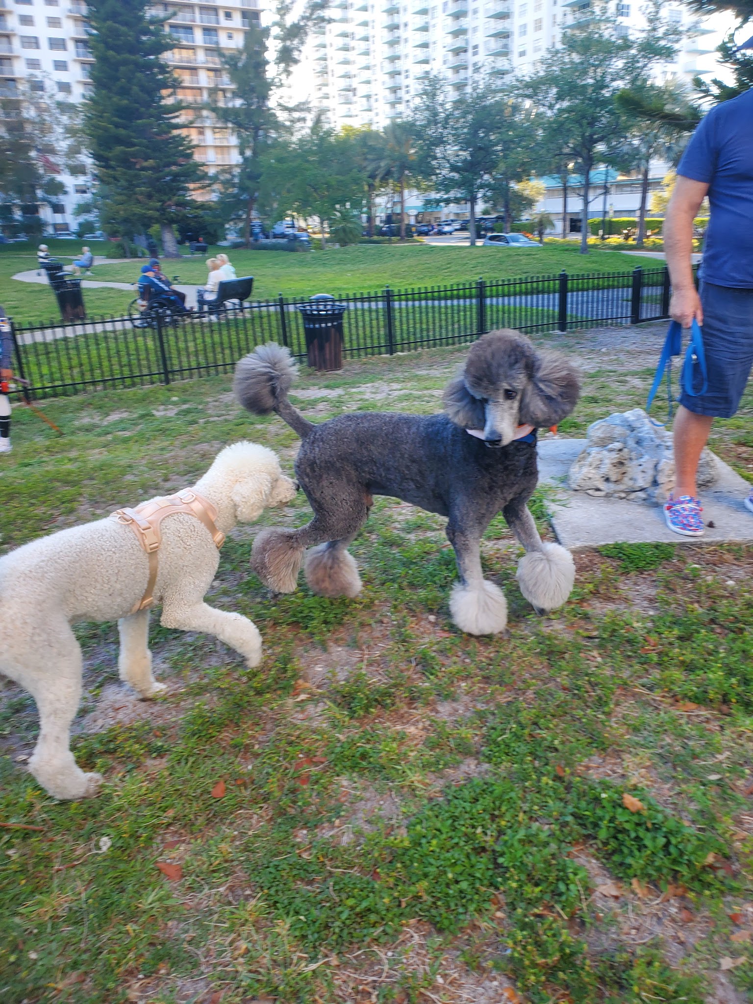Winston Towers Dog Park - Sunny Isles Beach, FL
