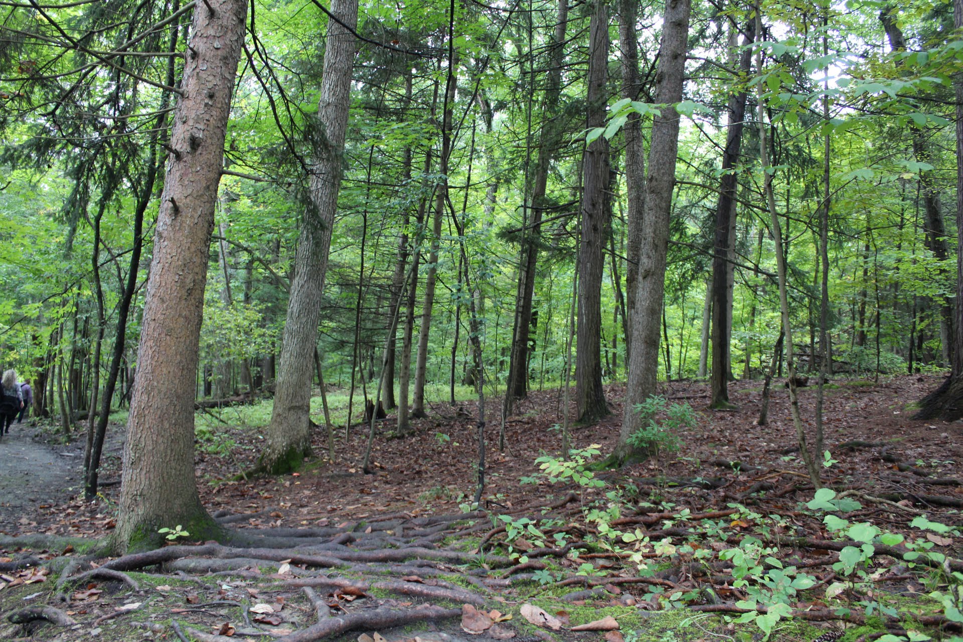 State Game Lands Number 35 - Susquehanna, PA