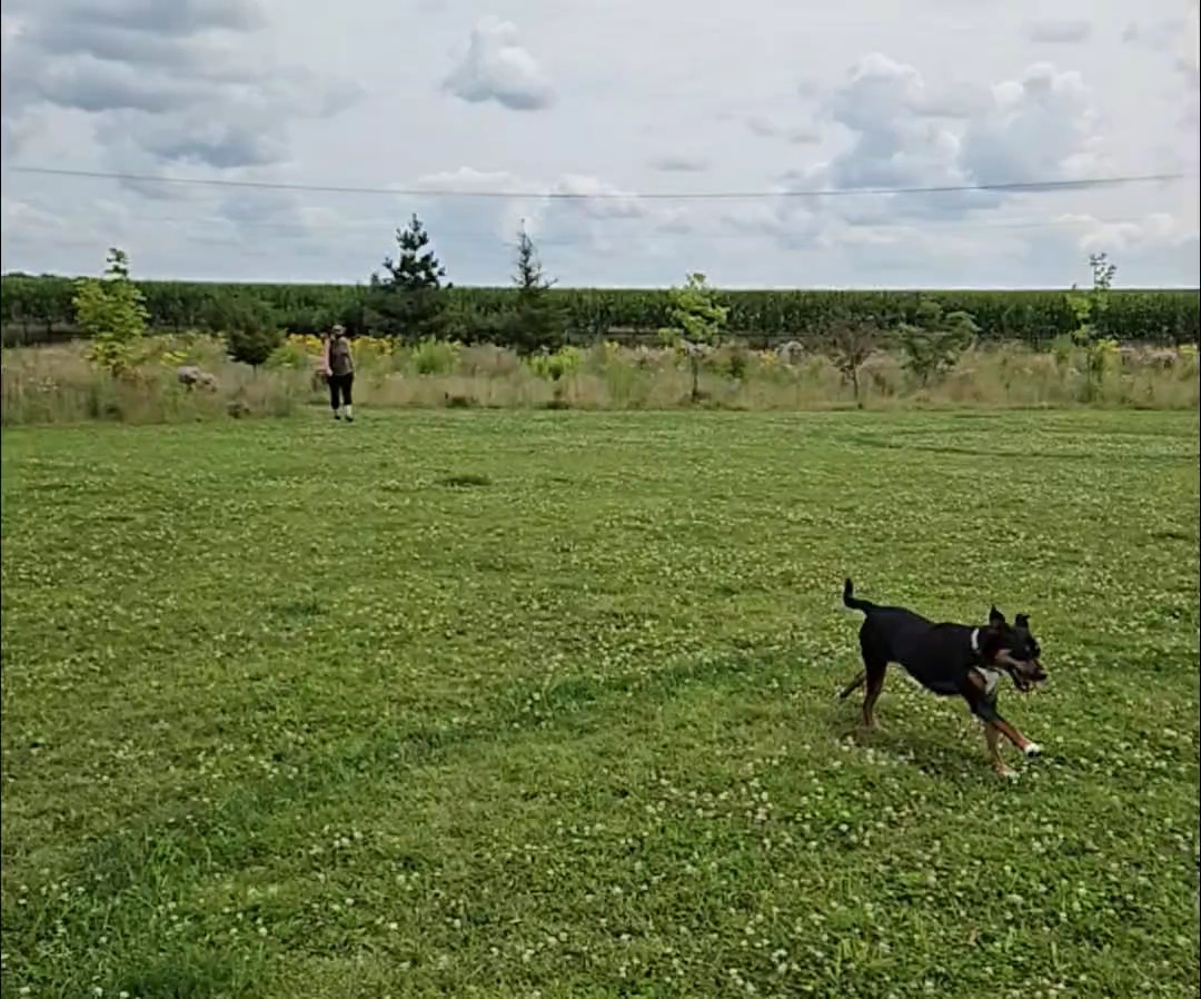 Sycamore Park District Brian Bemis Family Dog Park - Sycamore, IL