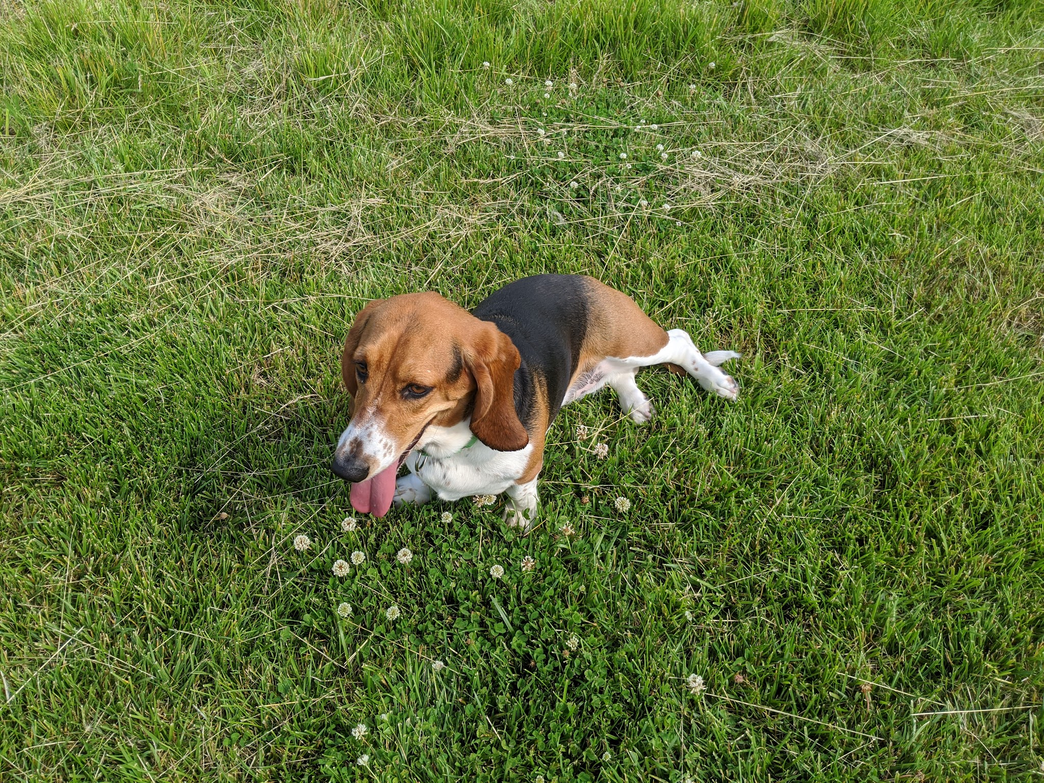 Sycamore Park District Brian Bemis Family Dog Park - Sycamore, IL