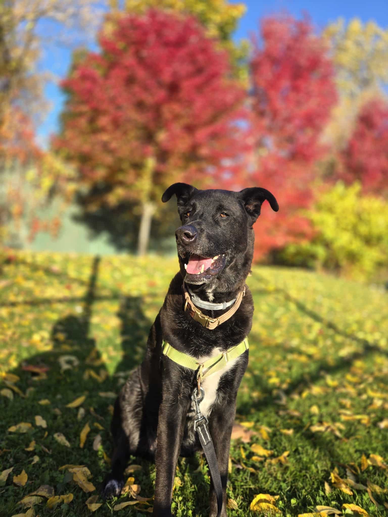 Comfort Tyler Park - Syracuse, NY