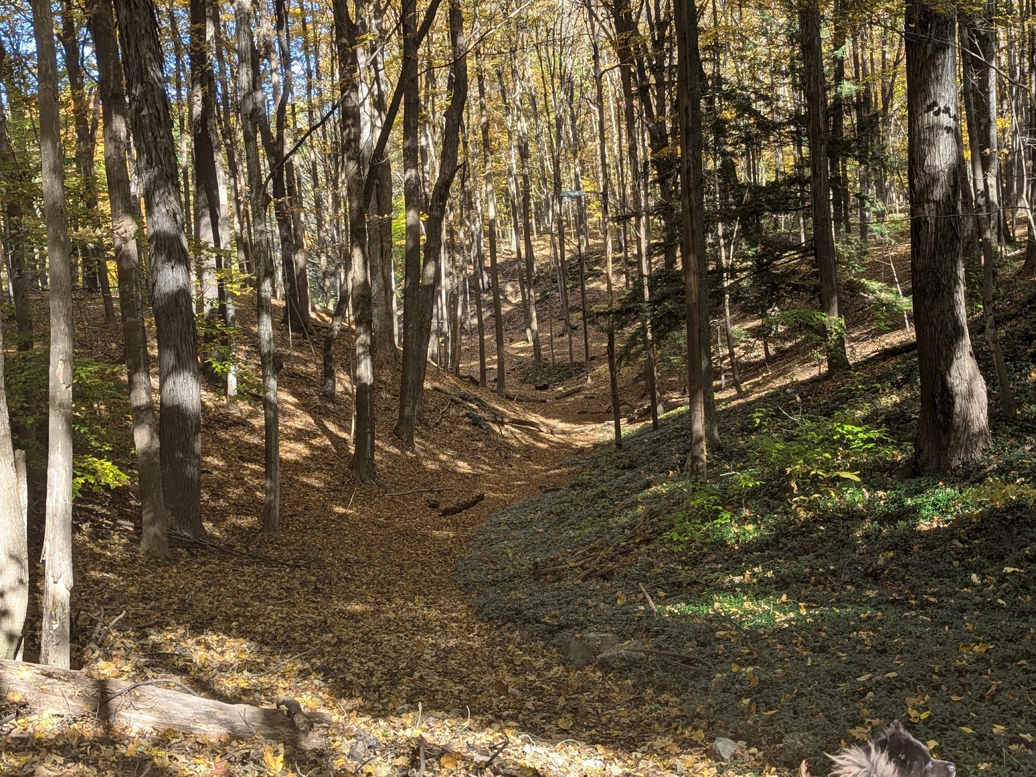 Elmwood Park - Syracuse, NY