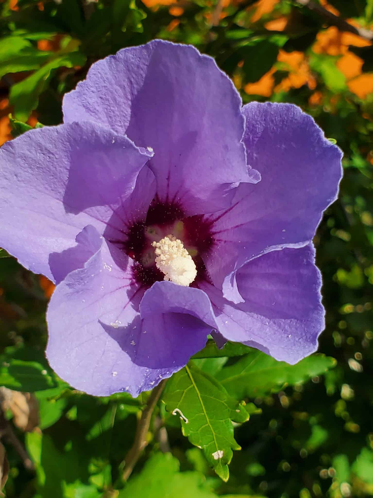 Sheridan Park - Syracuse, NY