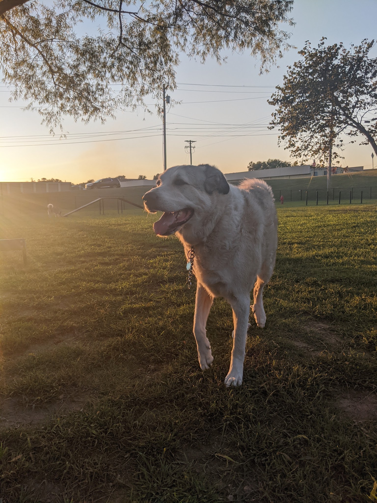 Tahlequah Tails Dog Park - Tahlequah, OK